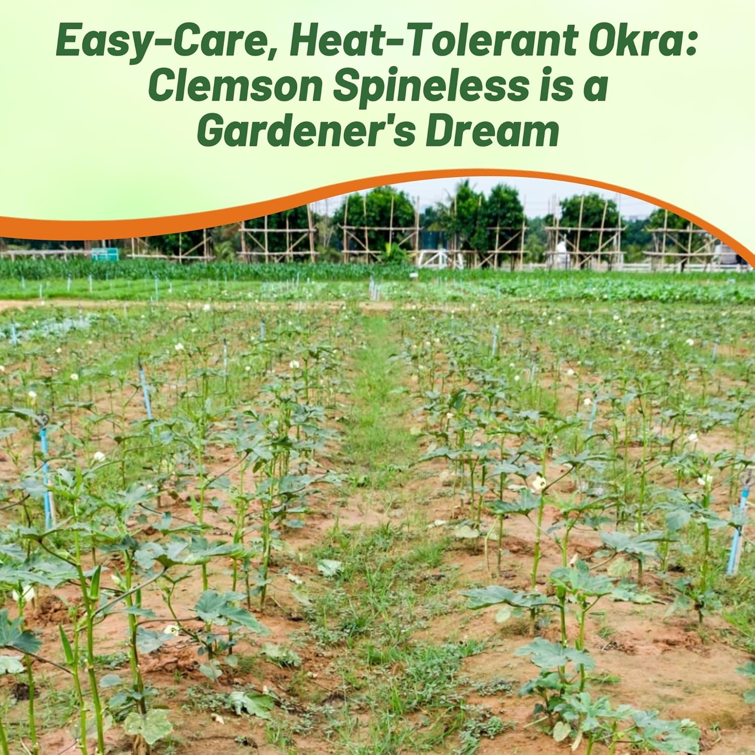 Okra Garden Plants