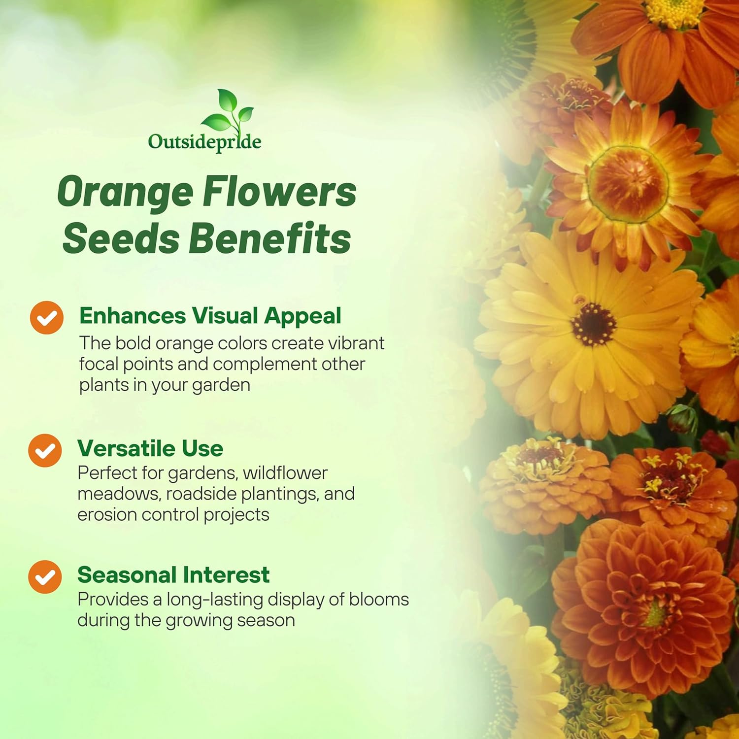 Orange Flower Seeds