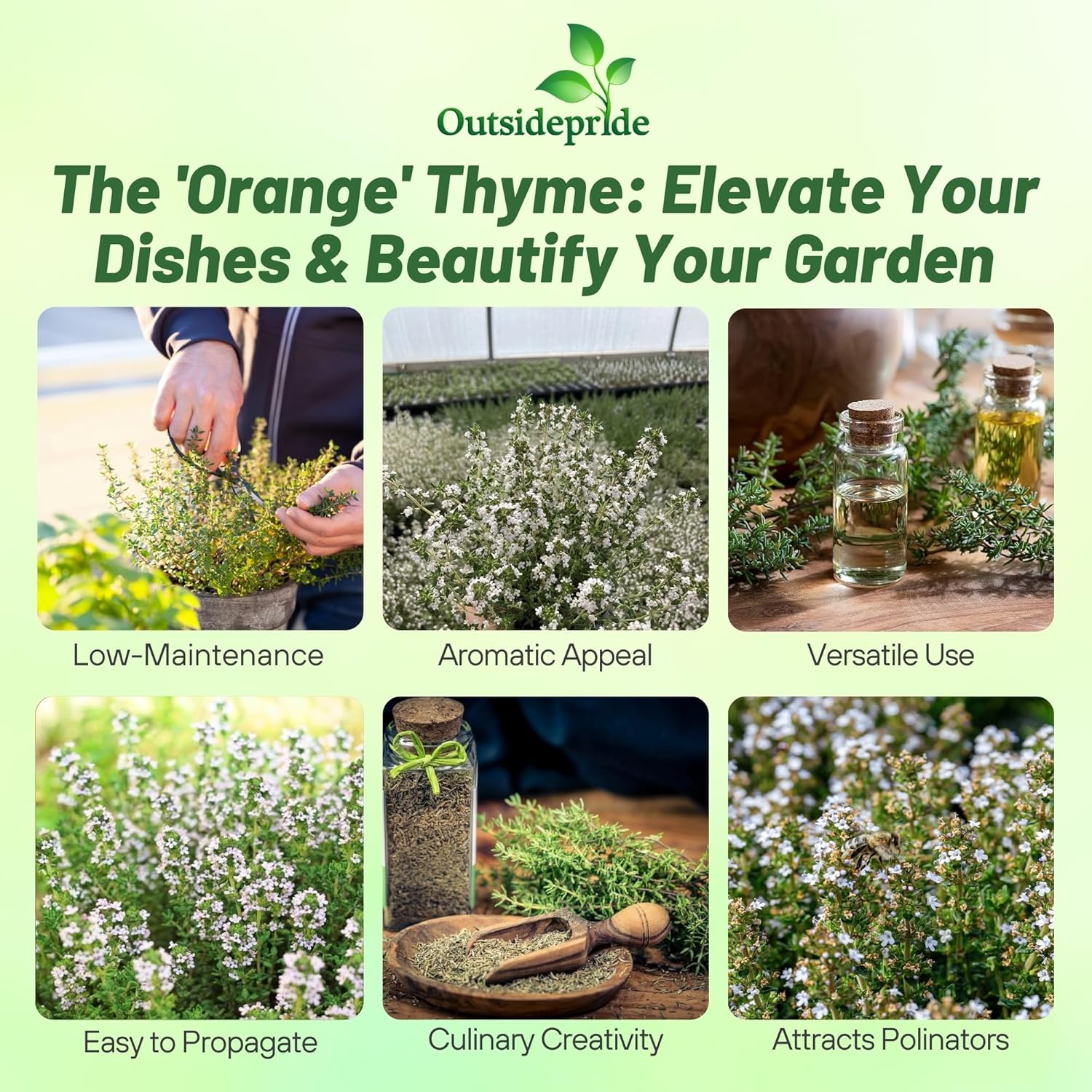 Orange Thyme Herb Plant Seed