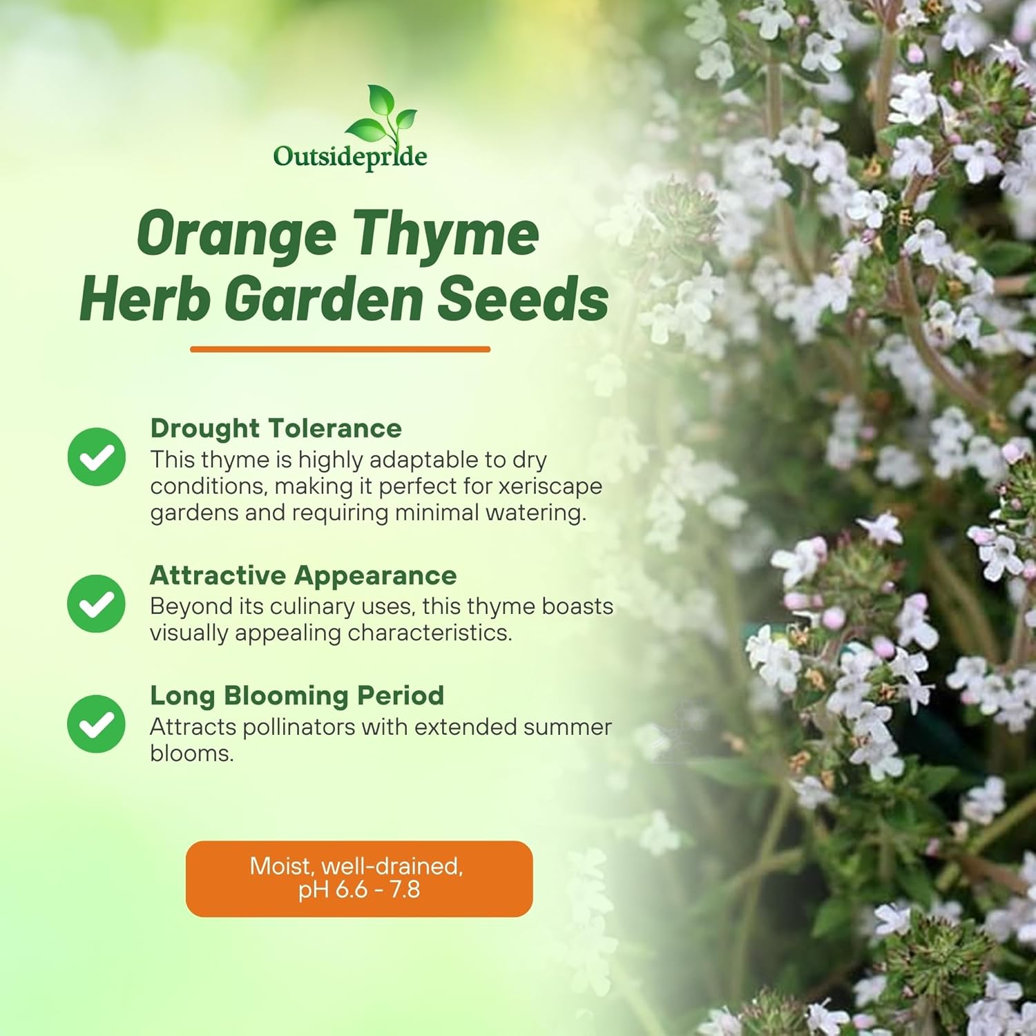 Thymus fragrantissimus Orange Thyme Seed