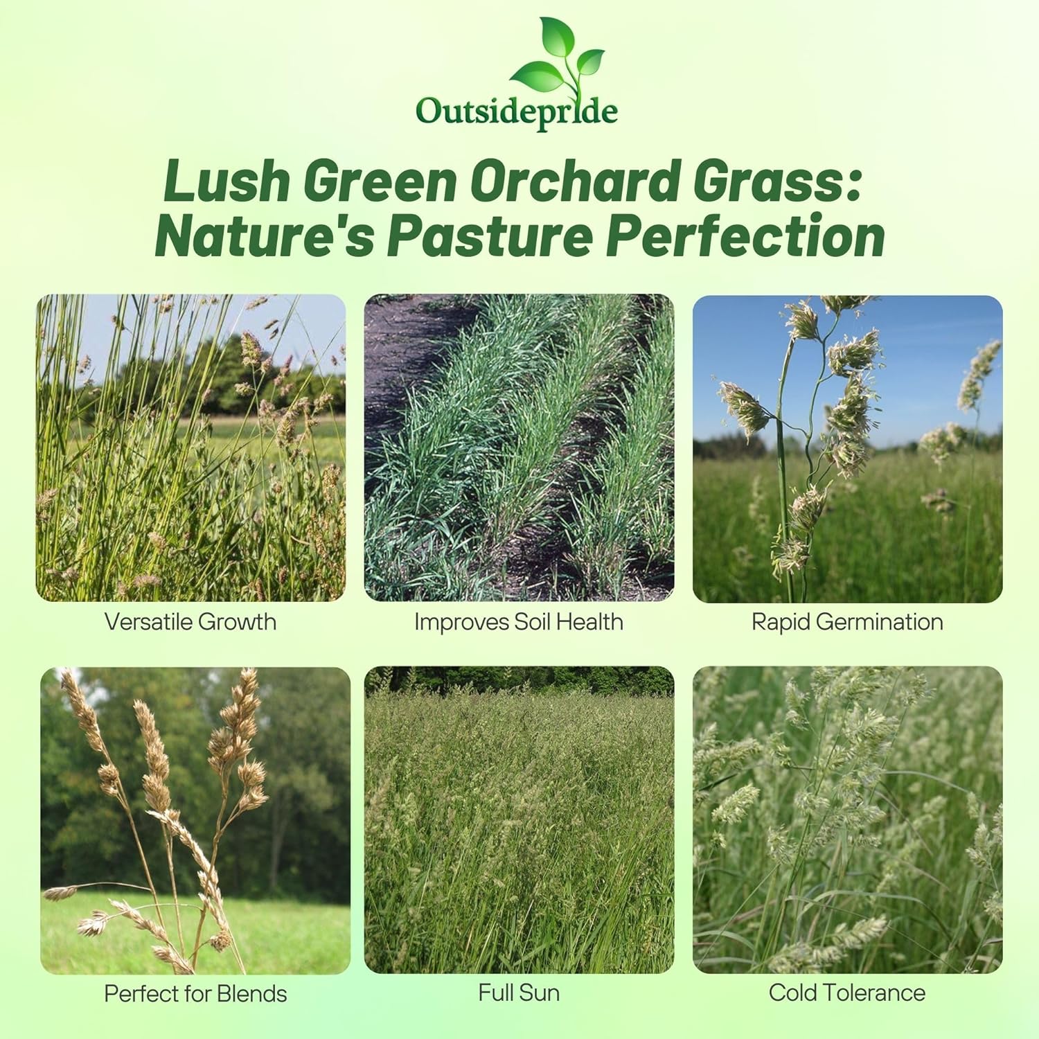 Orchard Grass Pasture seed