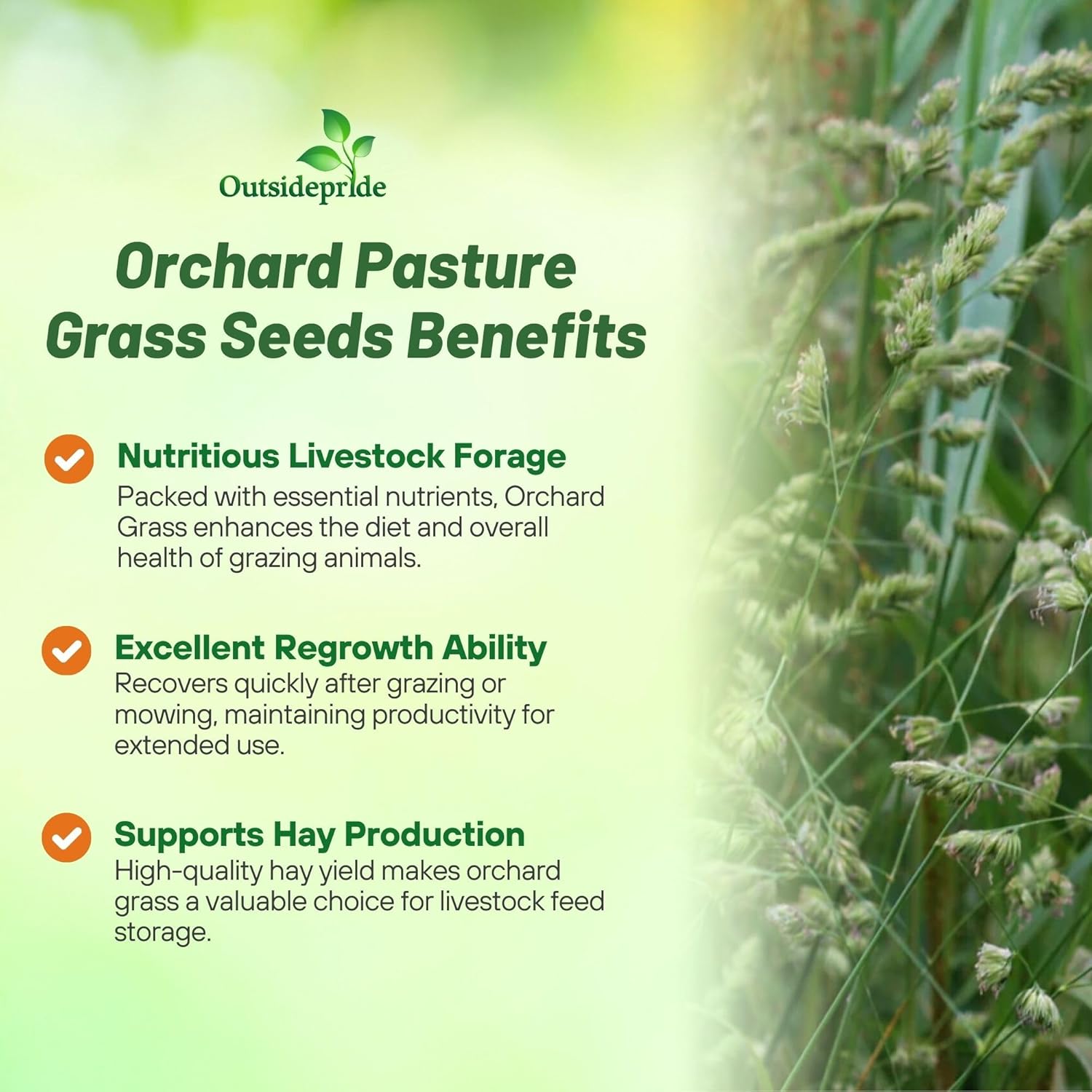 Orchard Pasture Grass