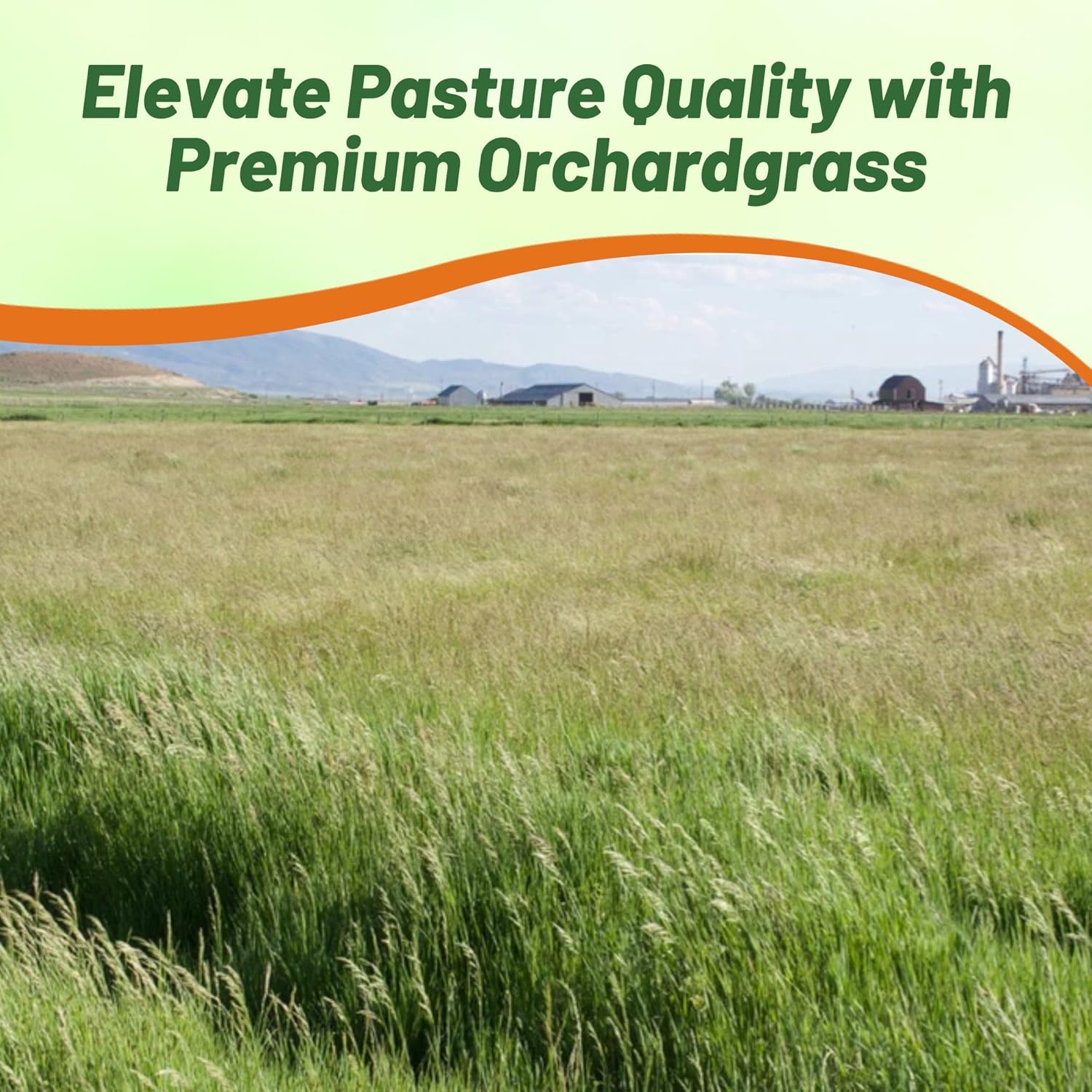 Orchard Grass Pasture Forage