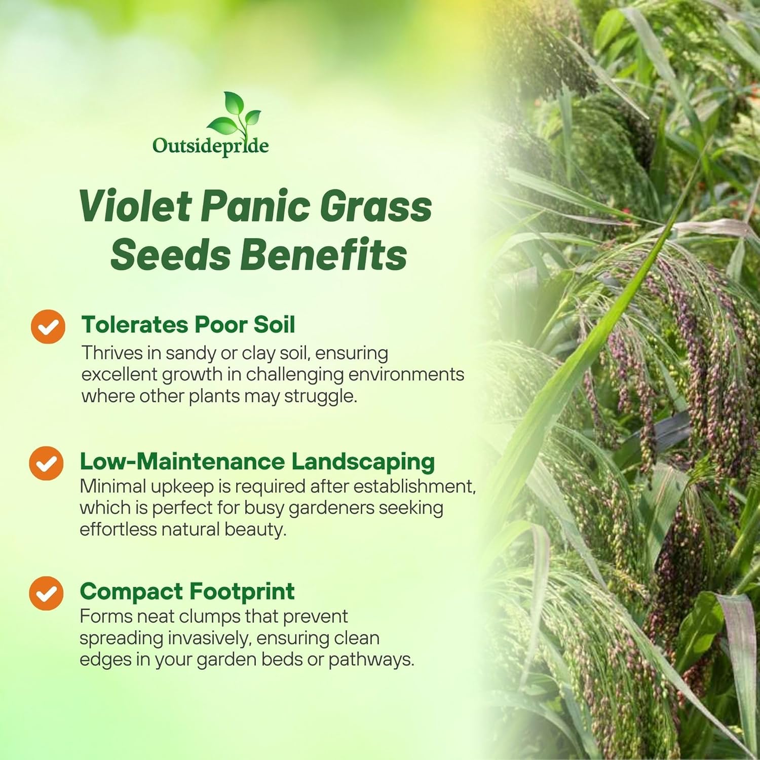 Panic Grass Seed