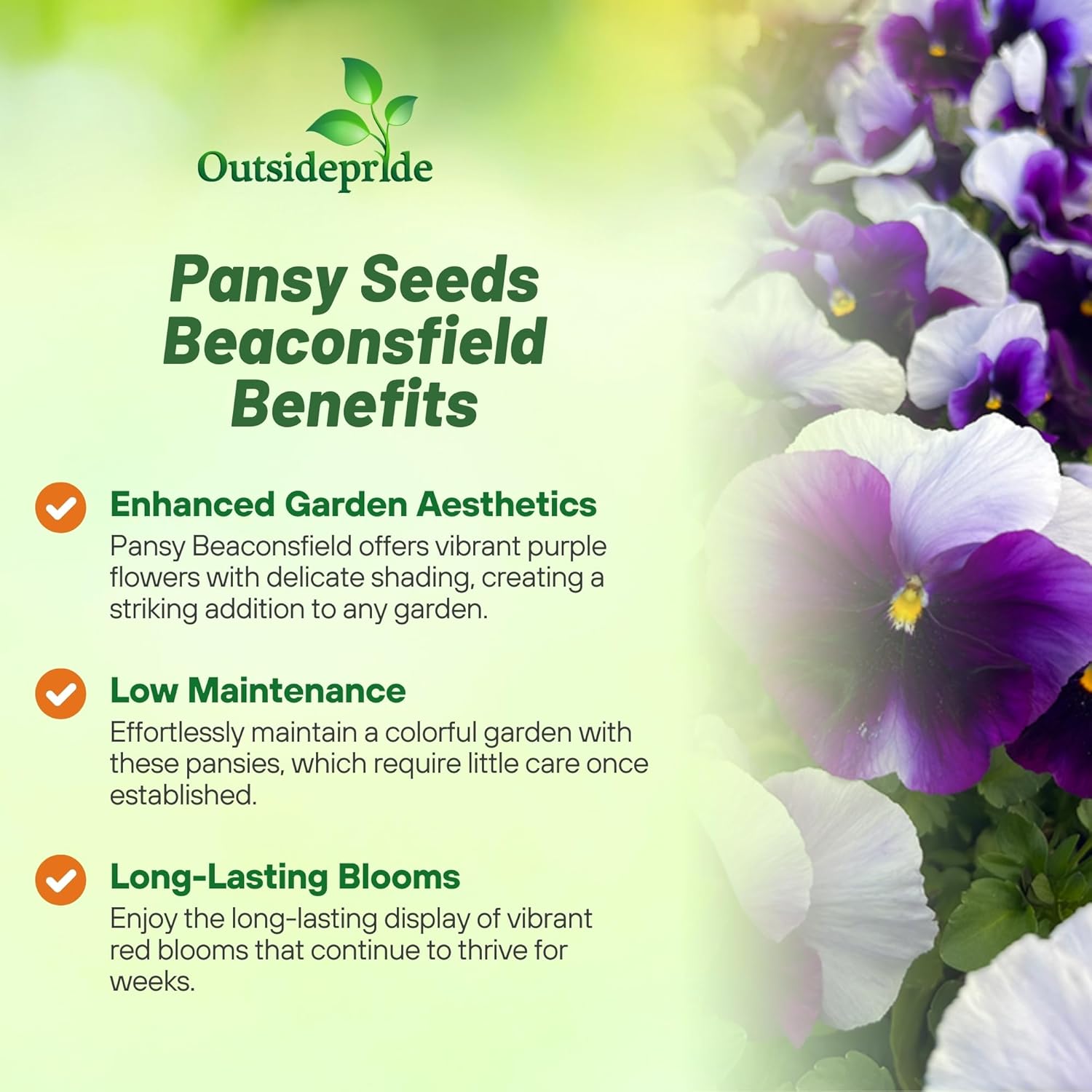 Pansy Beaconsfield Blooms