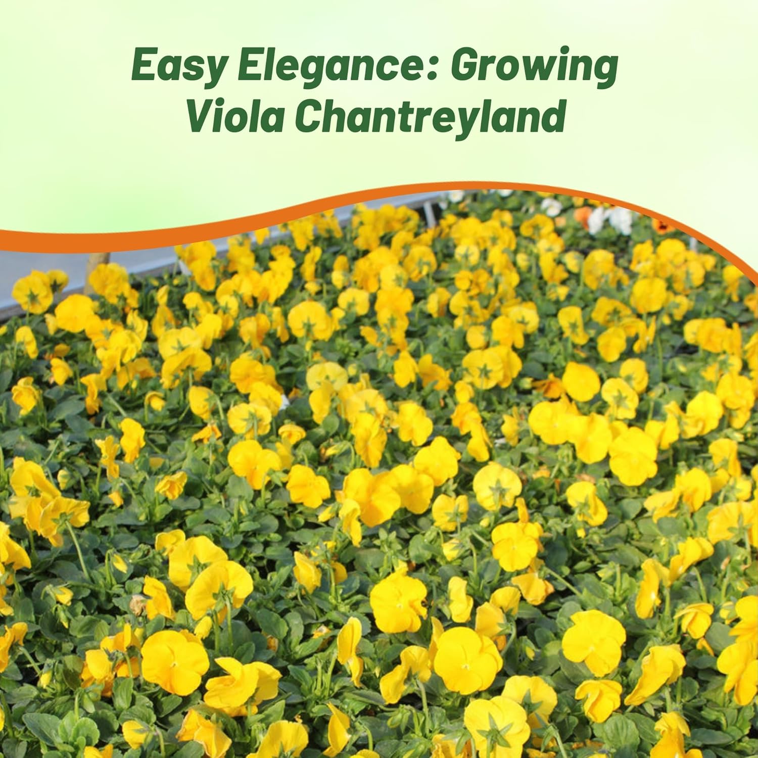 Viola Clear Crystals Yellow Flower garden