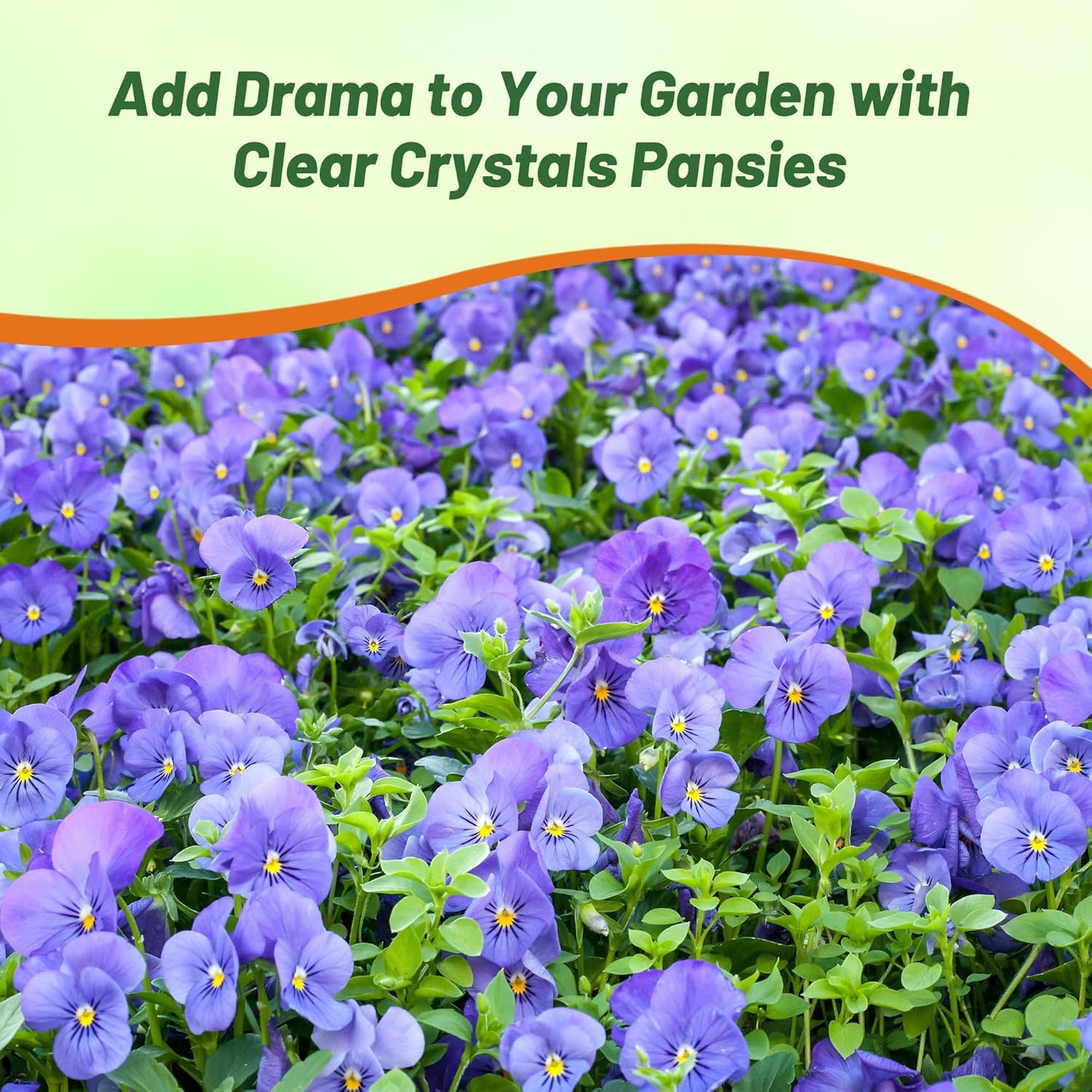 Viola Clear Crystals Light Blue Flower Garden