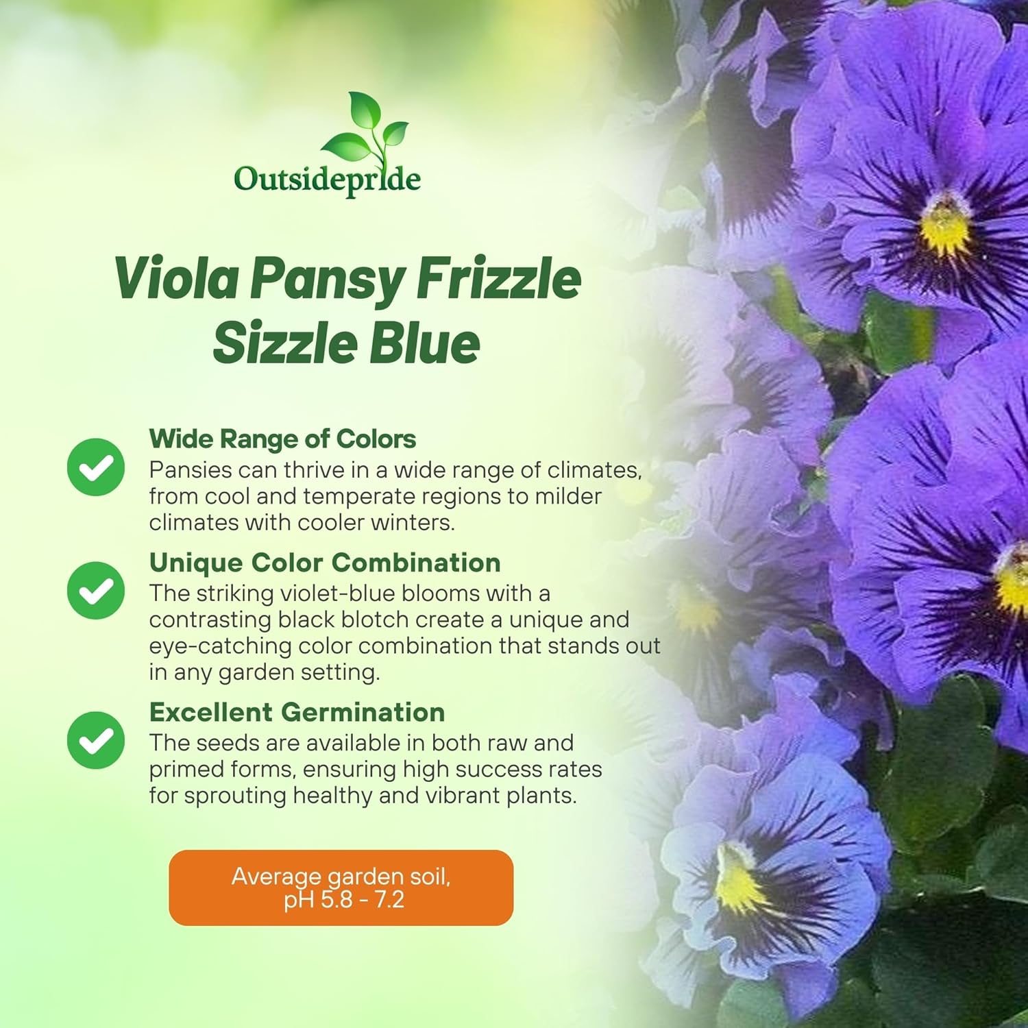 Pansy Frizzle Sizzle Blue Flower Container