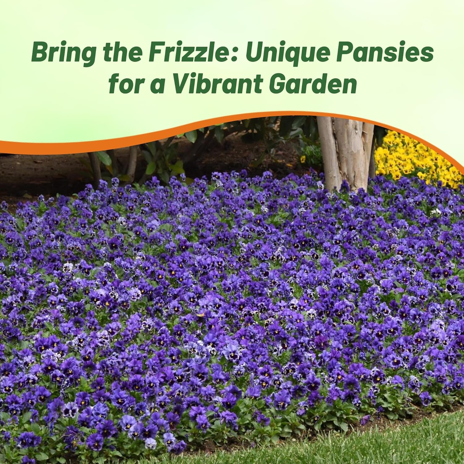 Pansy Frizzle Sizzle Blue Flower Garden