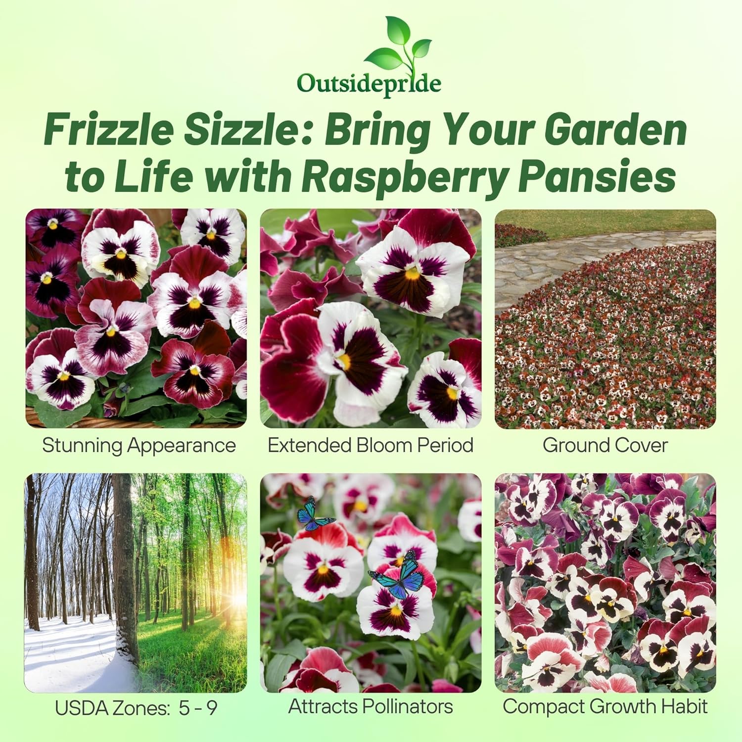 Pansy Frizzle Sizzle Rasberry Container Flowers