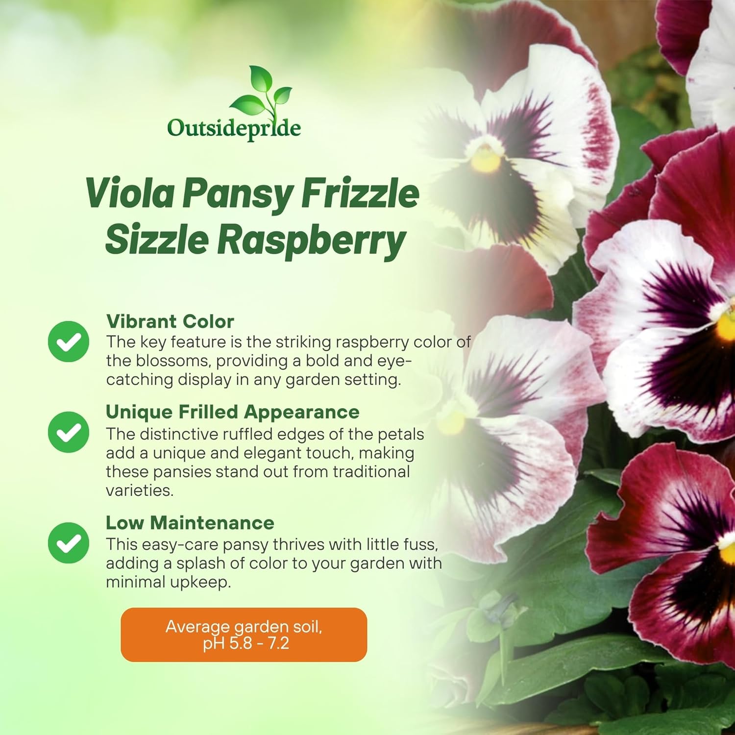 Pansy Frizzle Sizzle Rasberry Plants