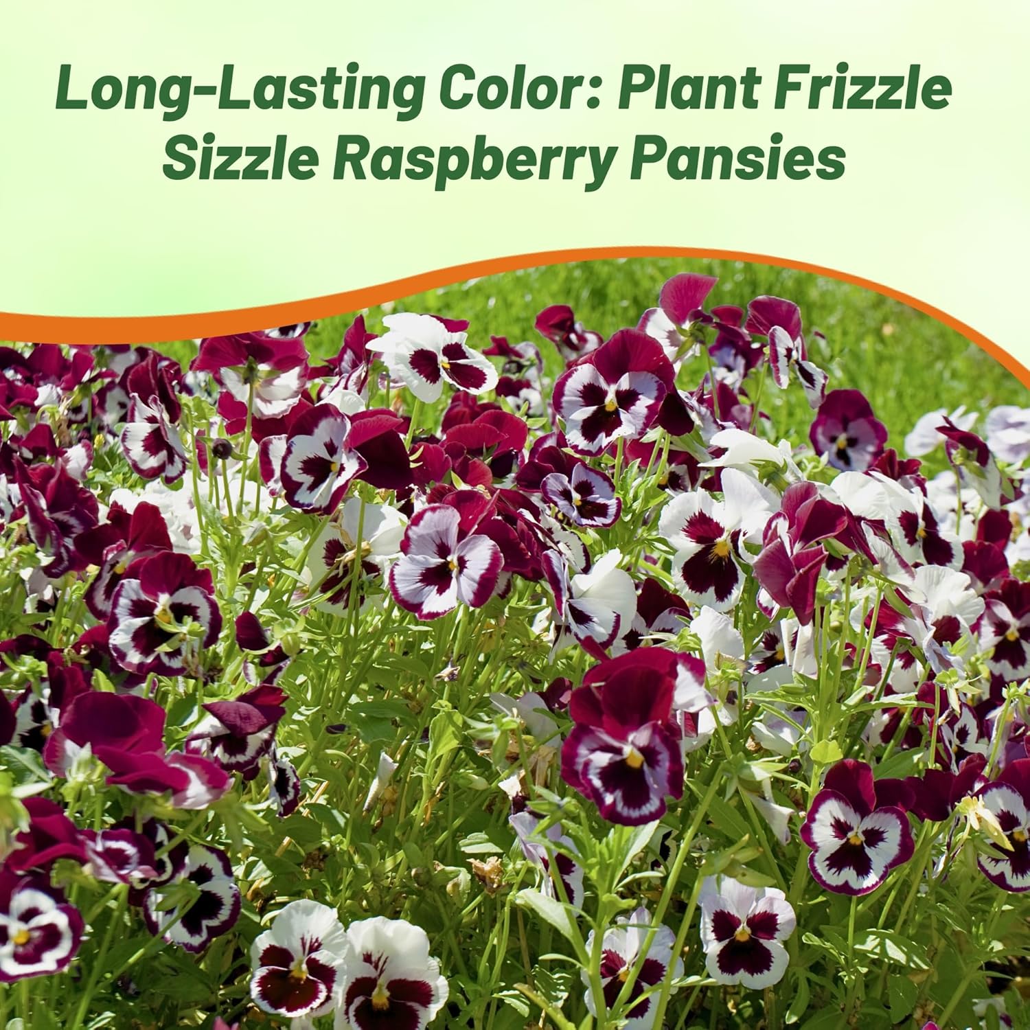 Pansy Frizzle Sizzle Rasberry Flower Bed