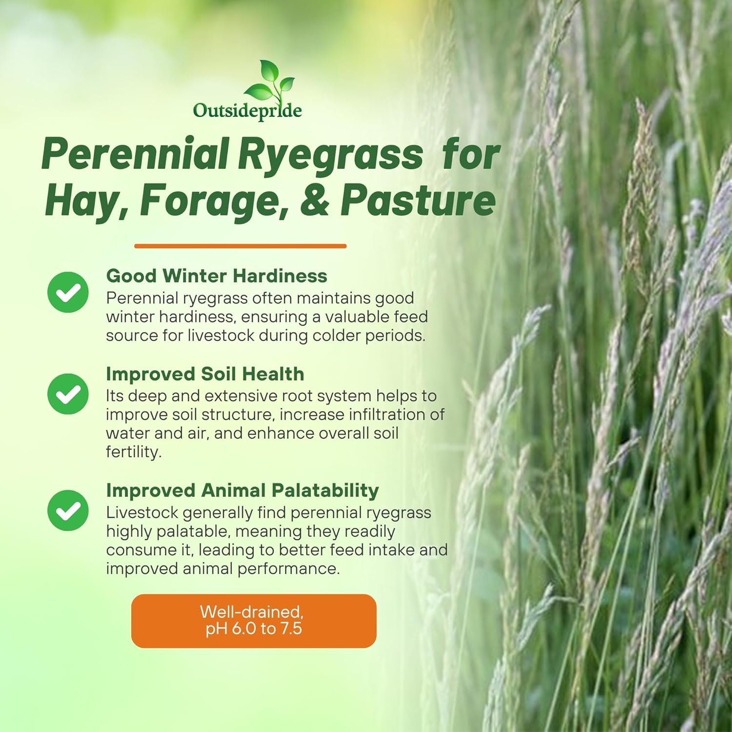 Perennial Ryegrass Forage