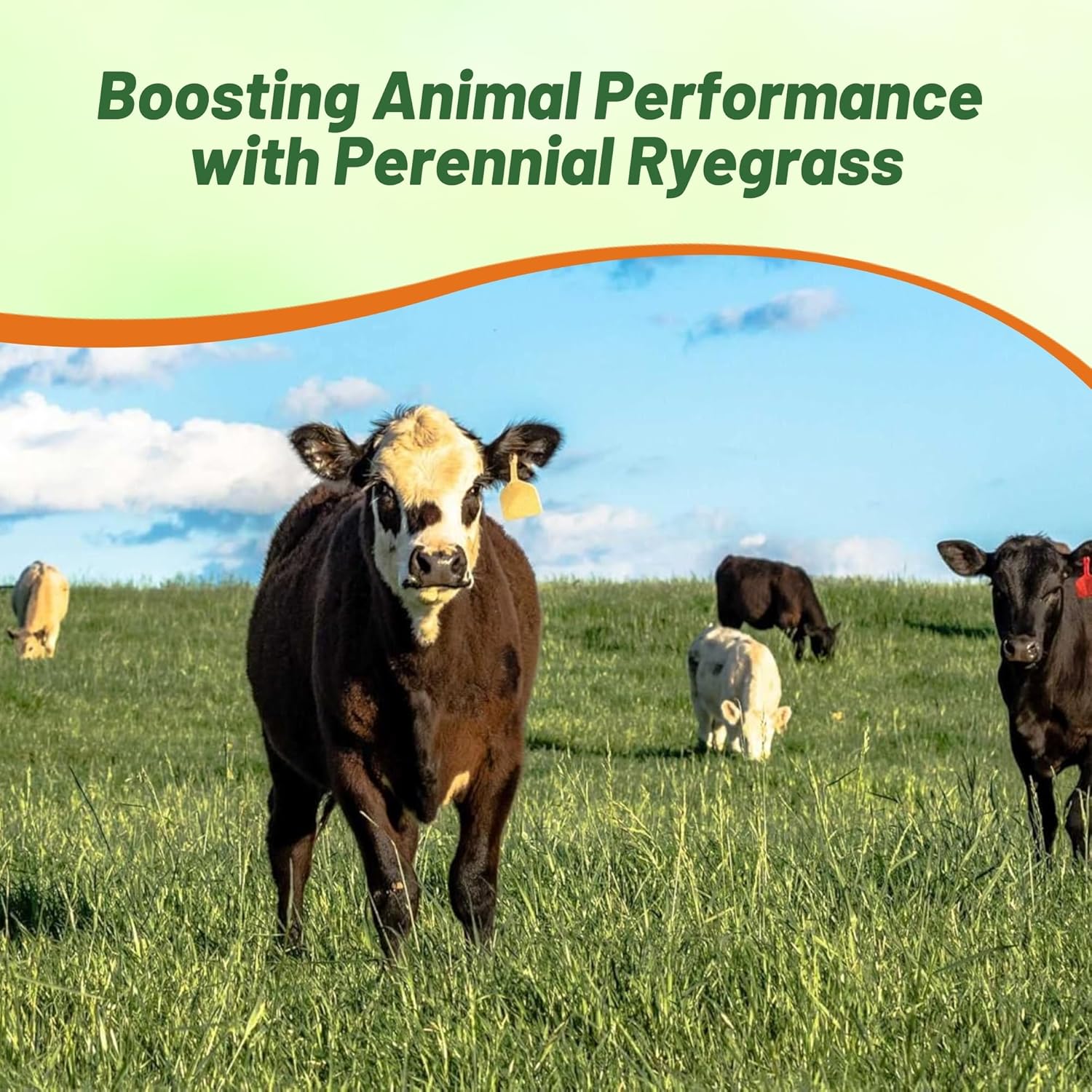 Perennial Ryegrass Pasture Meadow