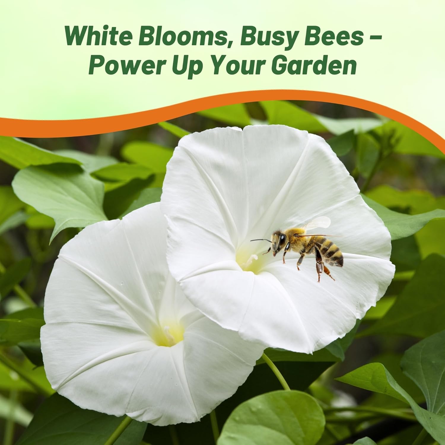 Morning Glory Pearly Gates White Flowers