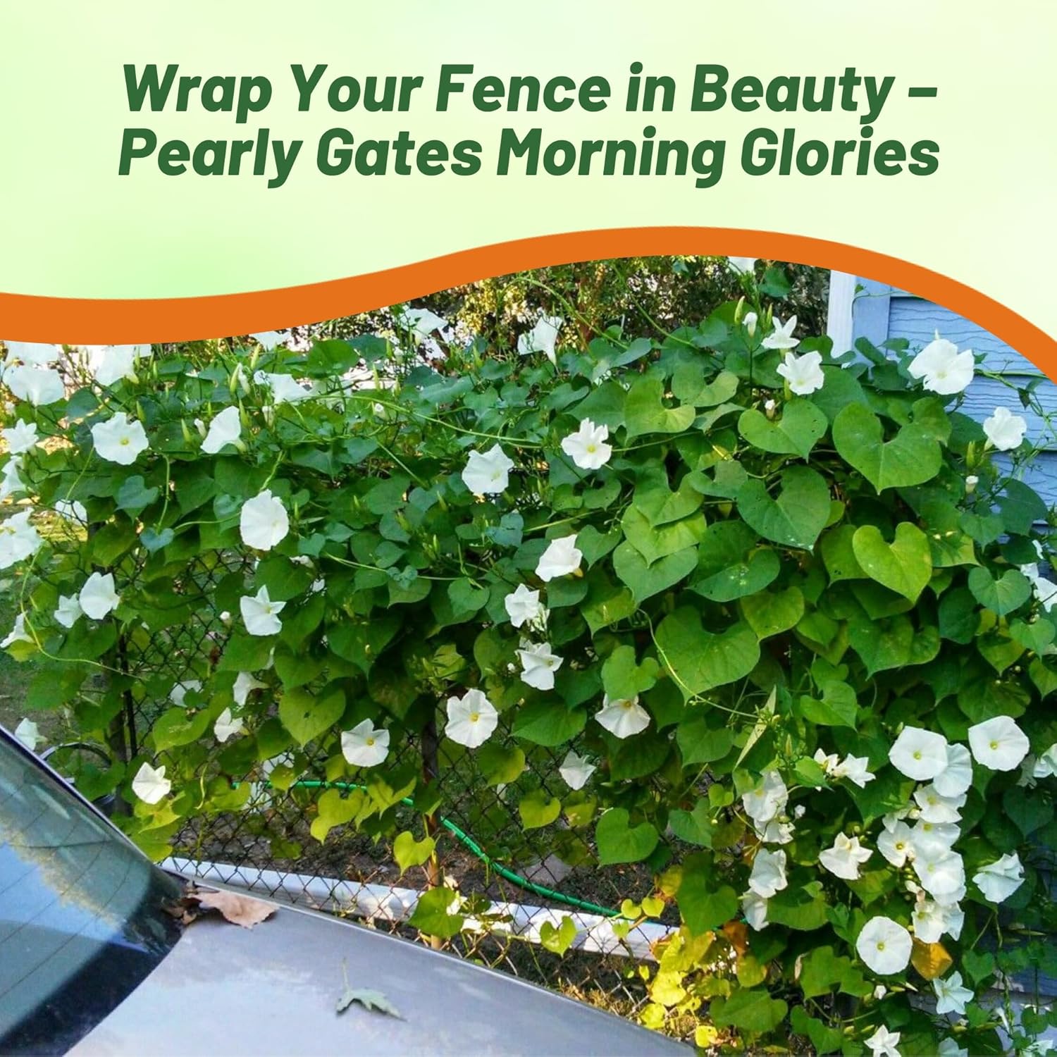 Morning Glory Pearly Gates Planting Directions