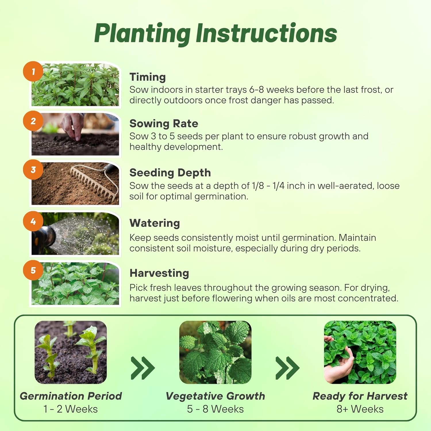 Peppermint Herb Planting Directions