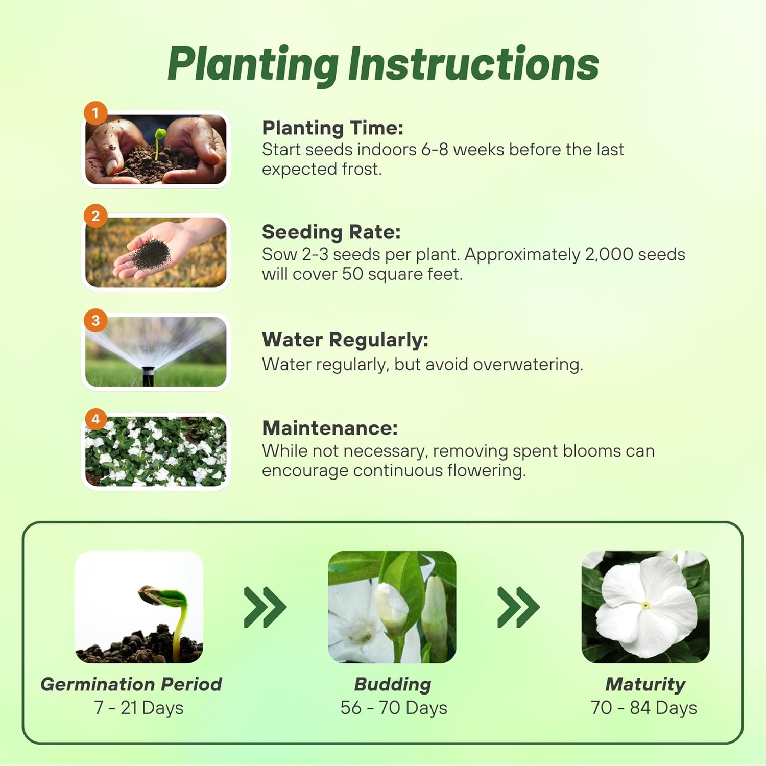 Vinca White Planting Directions