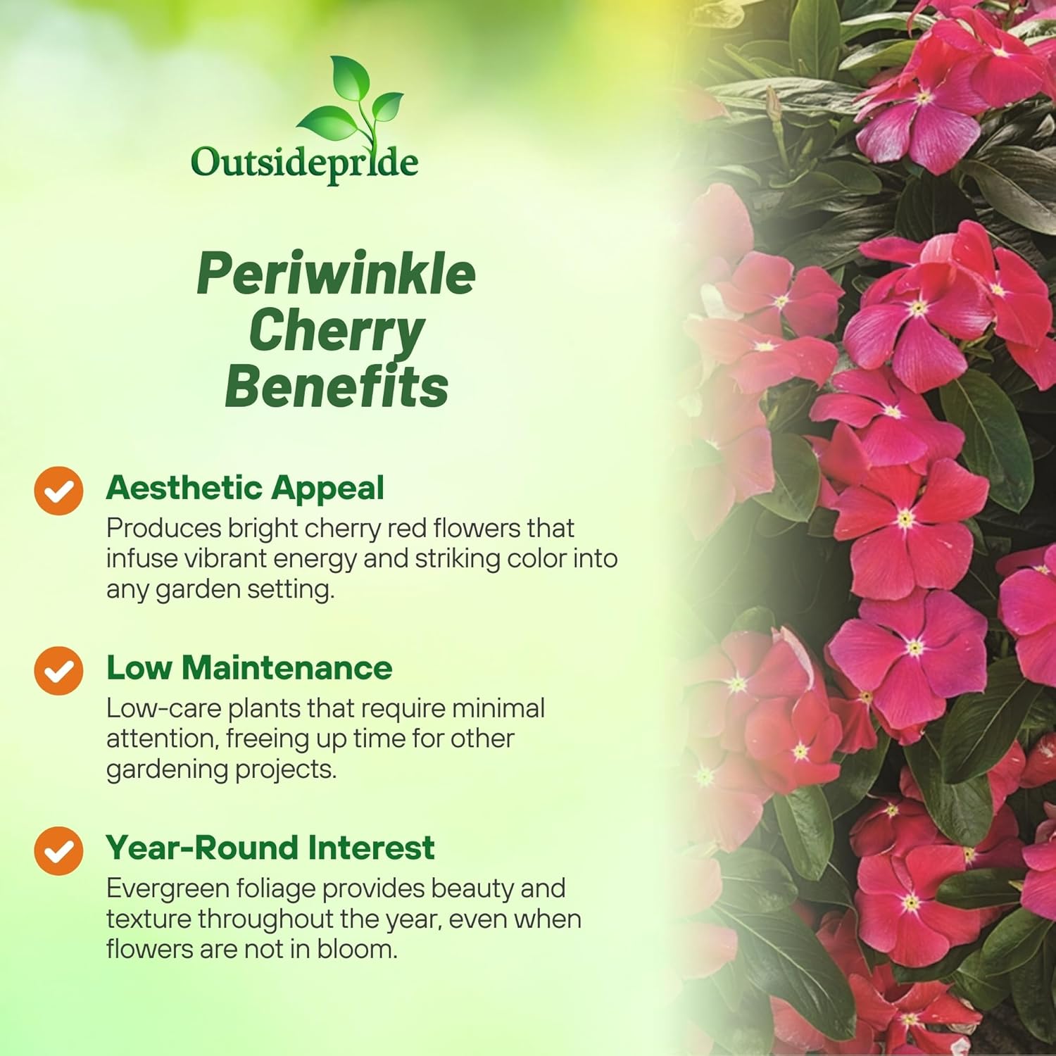 Periwinkle Cora Cascade Cherry