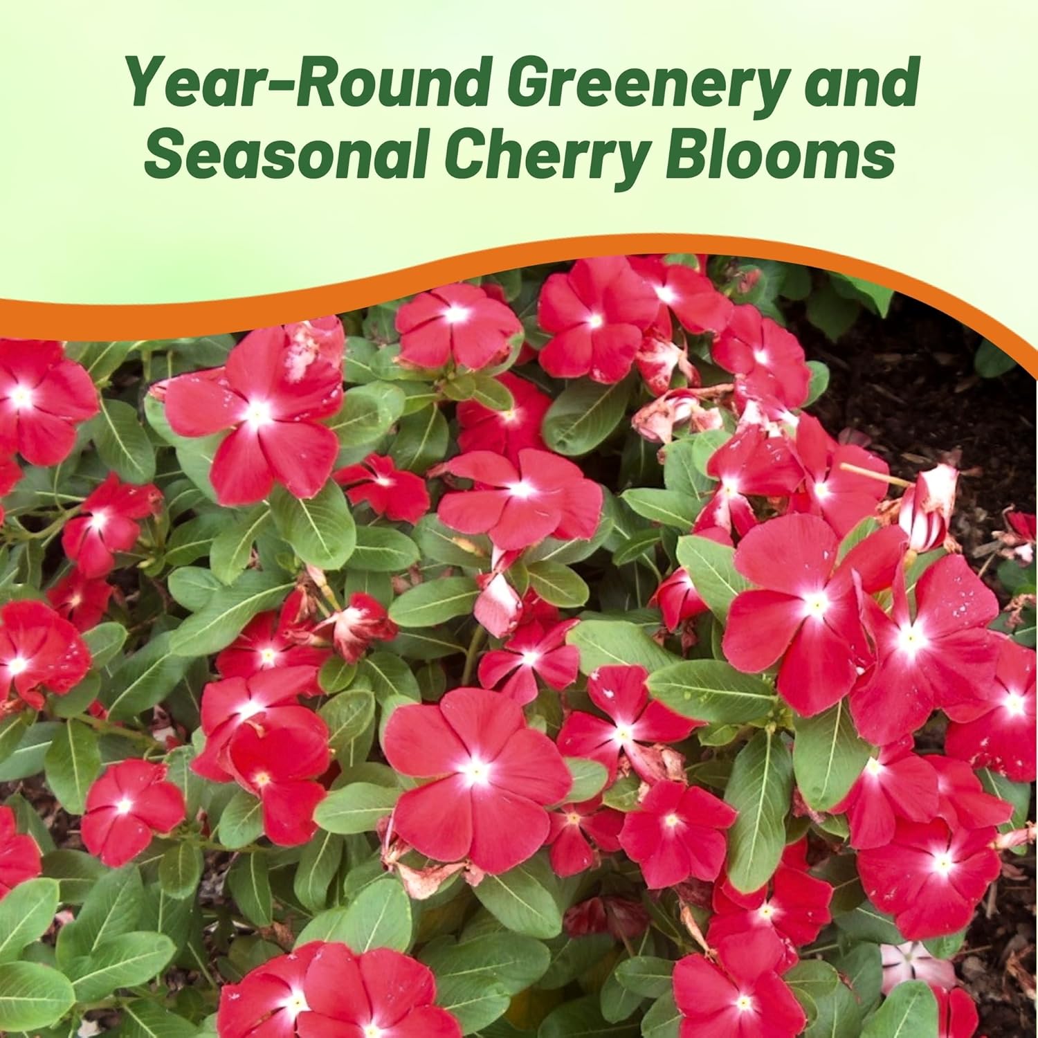 Vinca Cora Cascade Cherry Seeds