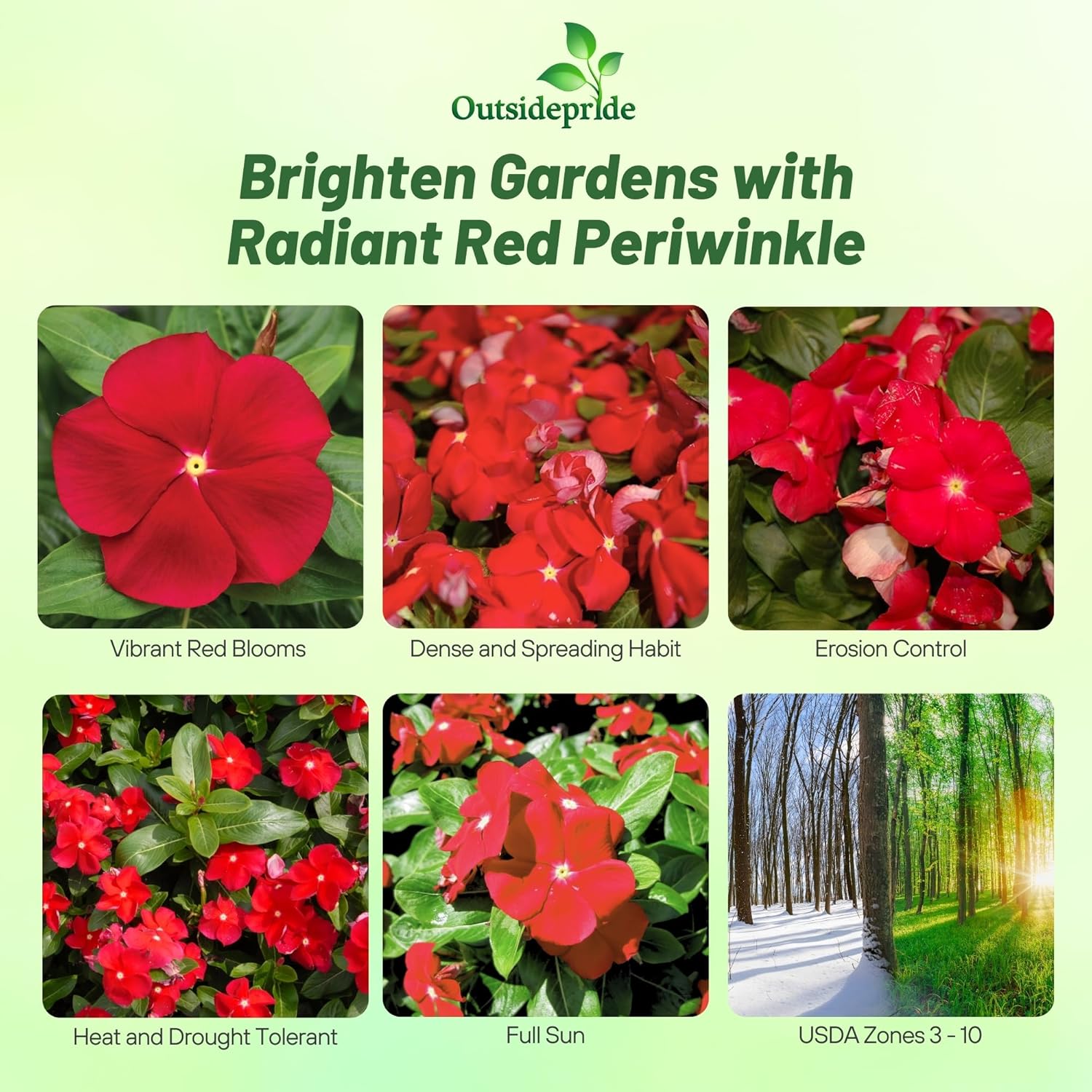 Vinca Cora Red Groundcover Plant Seed