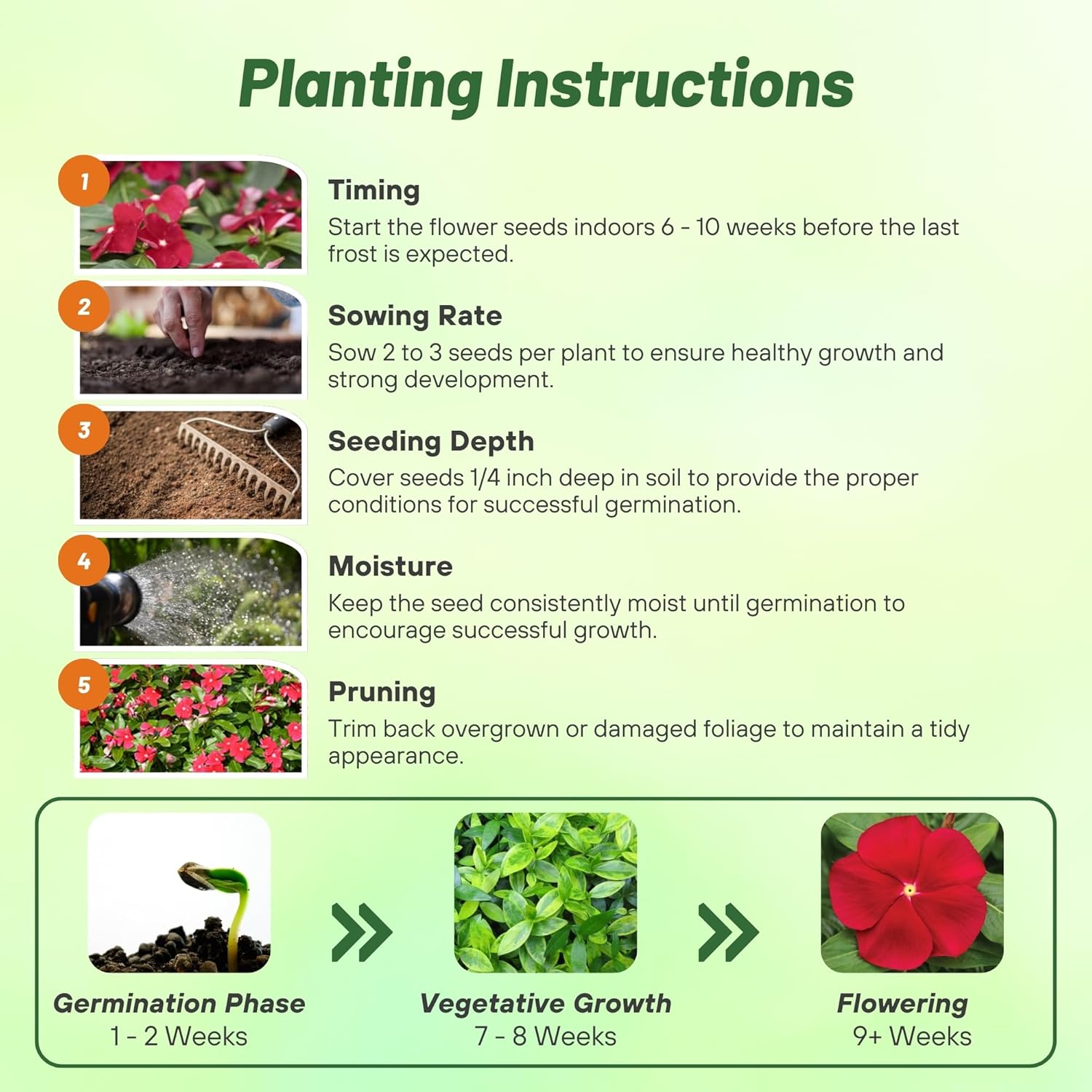 Vinca Cora Red Planting Directions