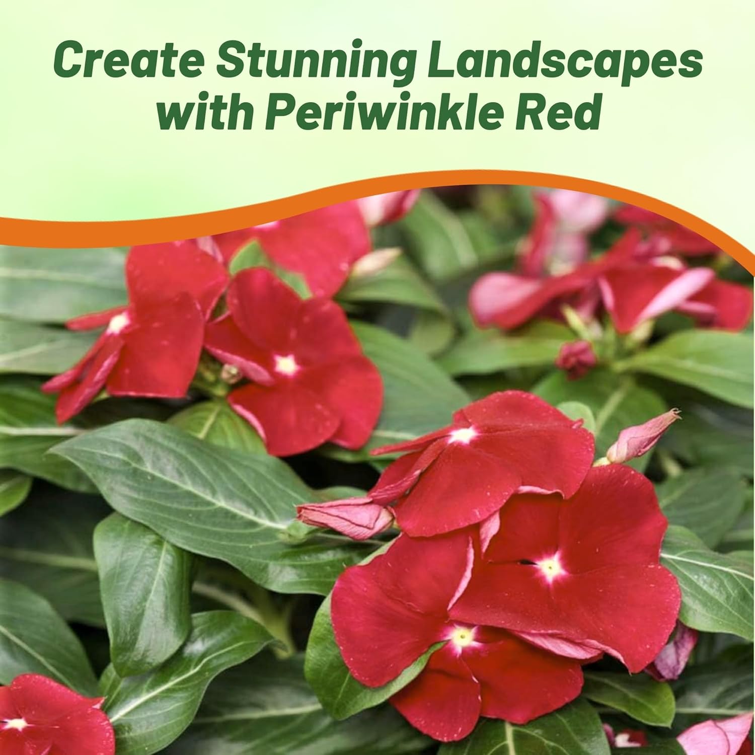 Vinca Cora Red Flower Seeds