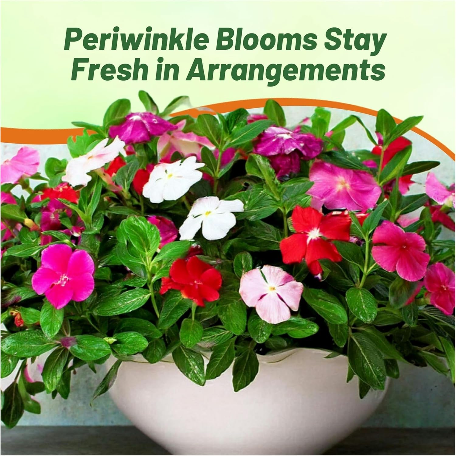 Periwinkle Dwarf Groundcover Seed