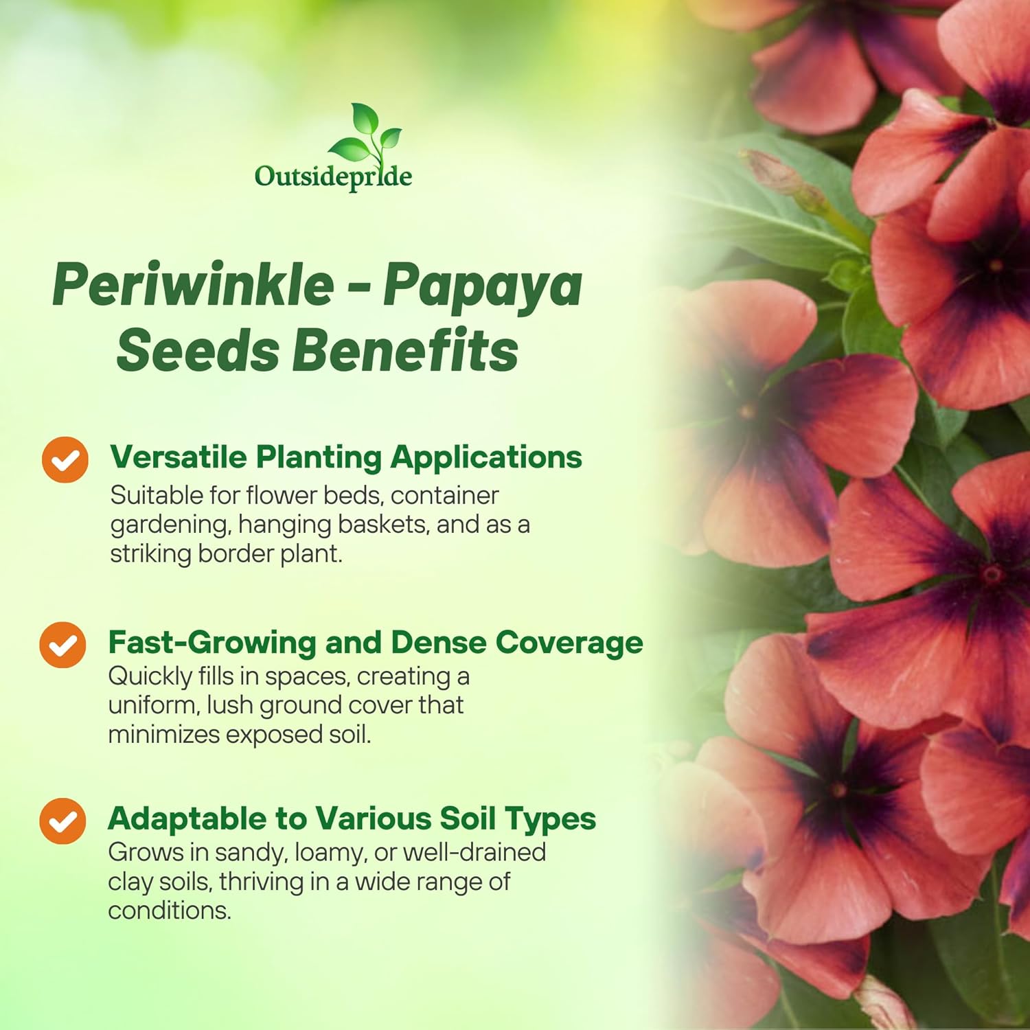 Periwinkle Papaya Ground Cover