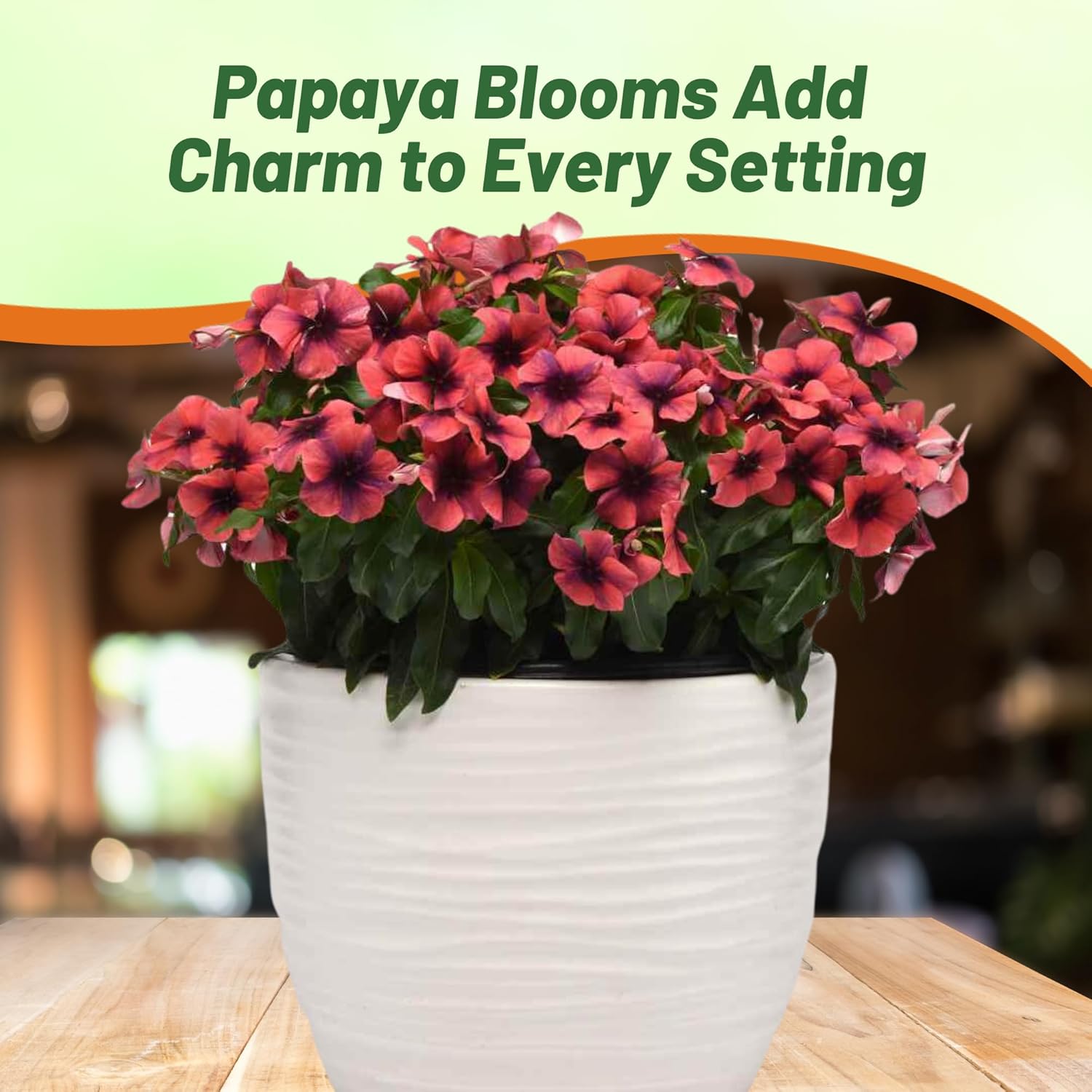 Vinca Papaya Ground Cover Seeds