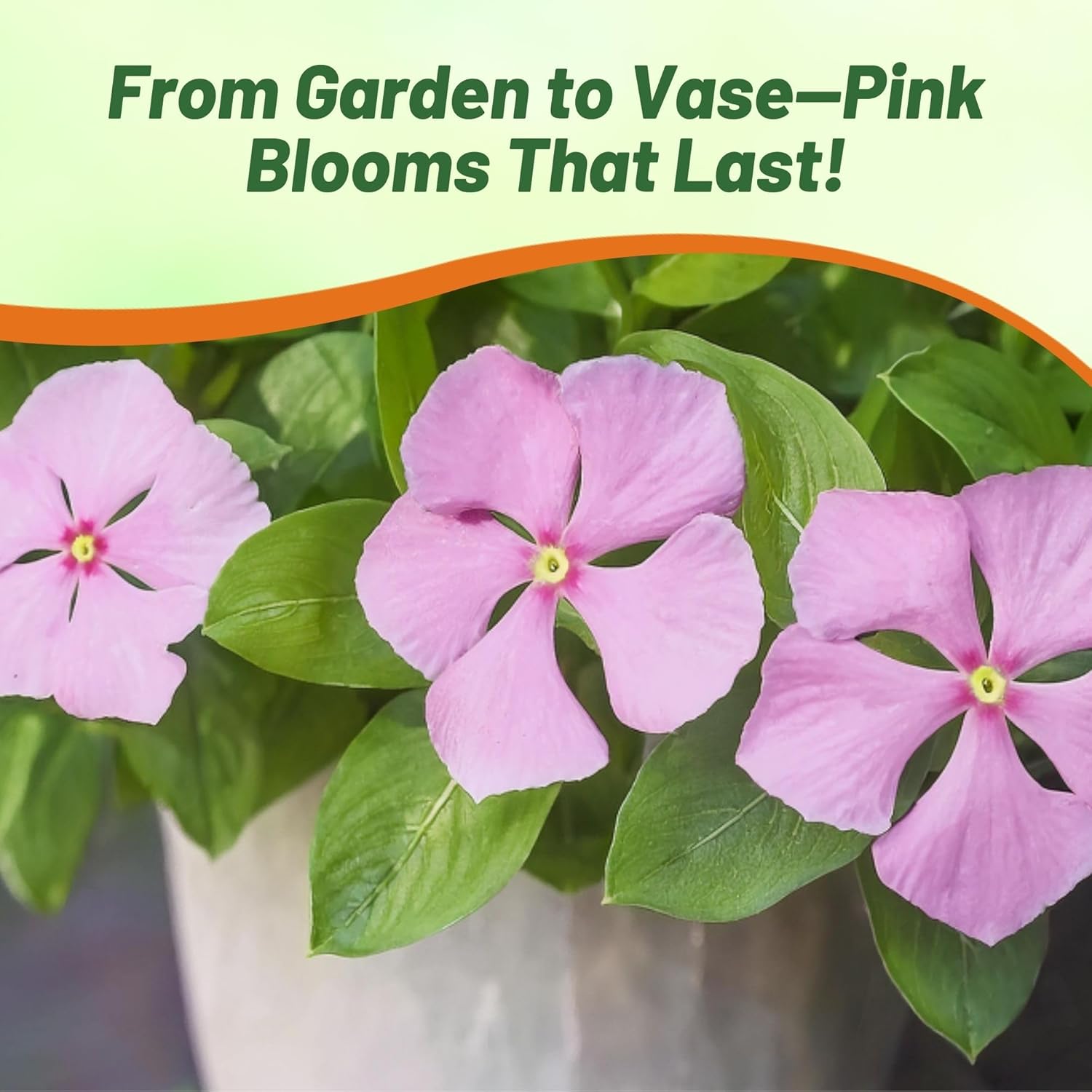 Vinca Pink Flower Seeds