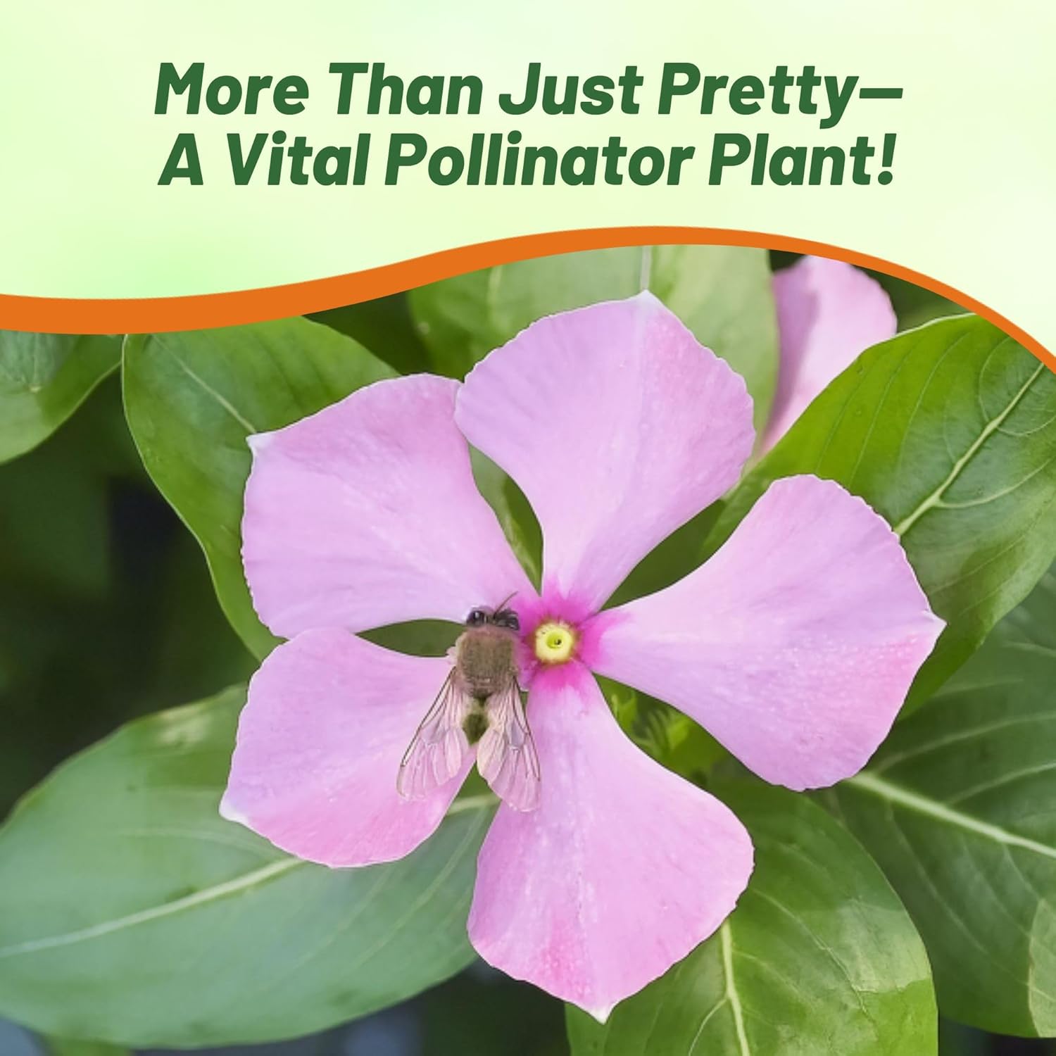 Vinca Pink Ground Cover Plant Seeds