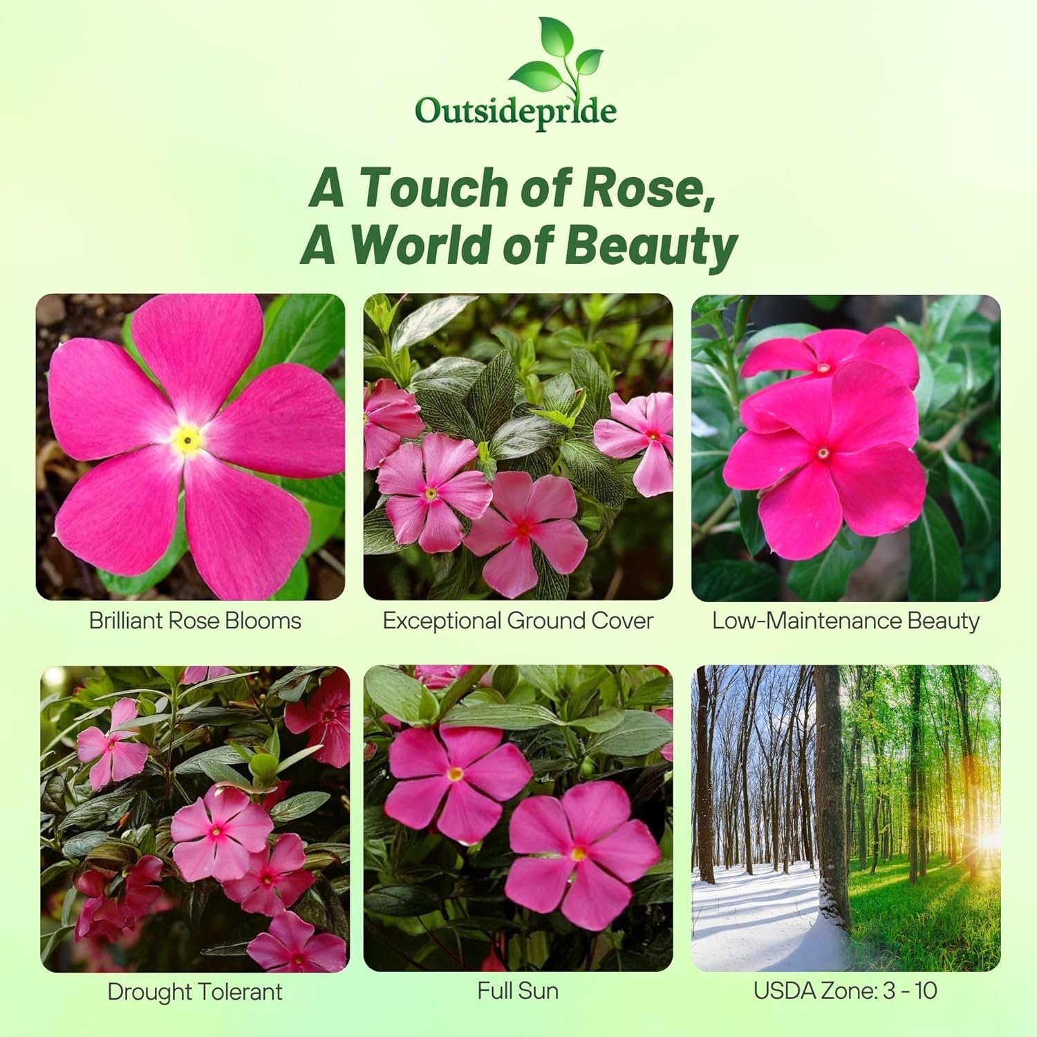 Periwinkle  Rose Groundcover Seeds