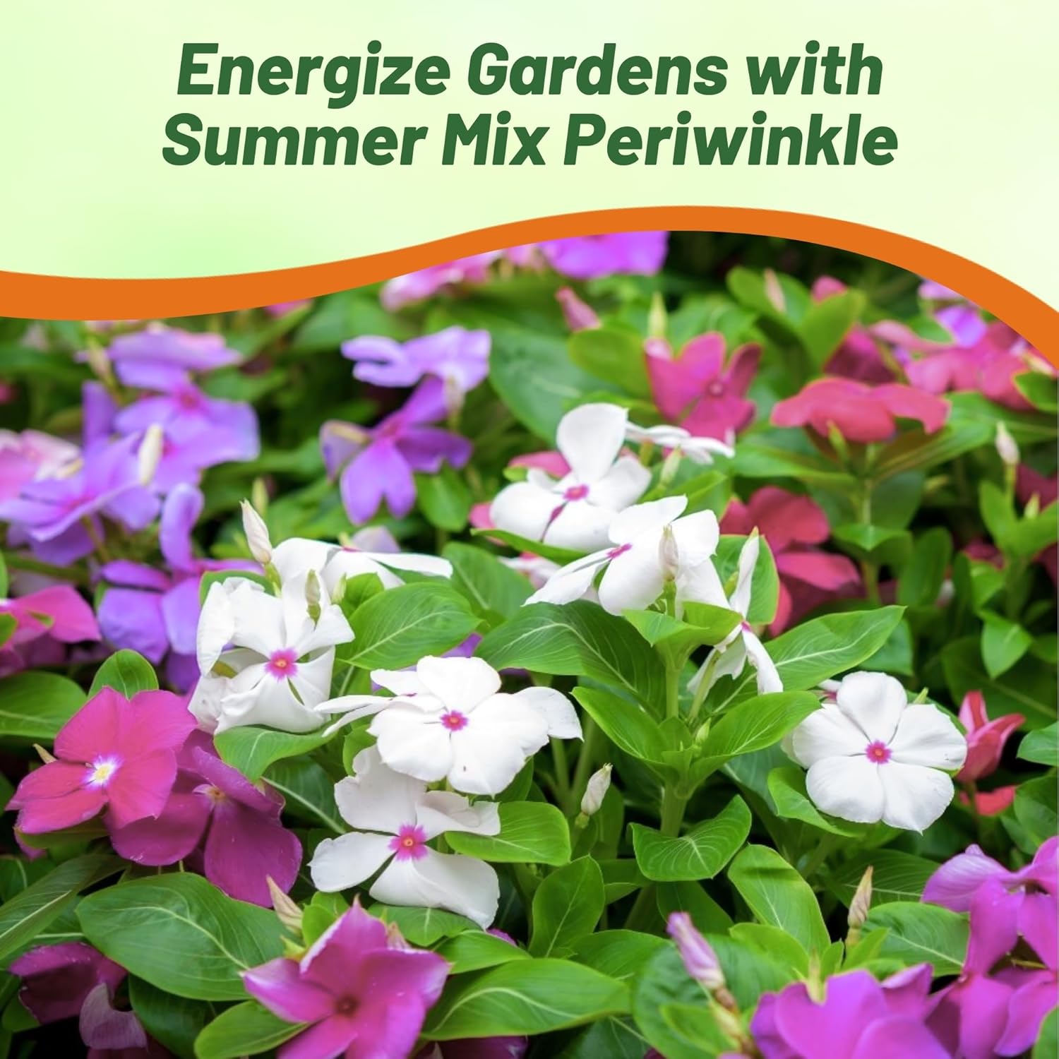 Vinca Titan Seed Summer Breeze Seed Mix