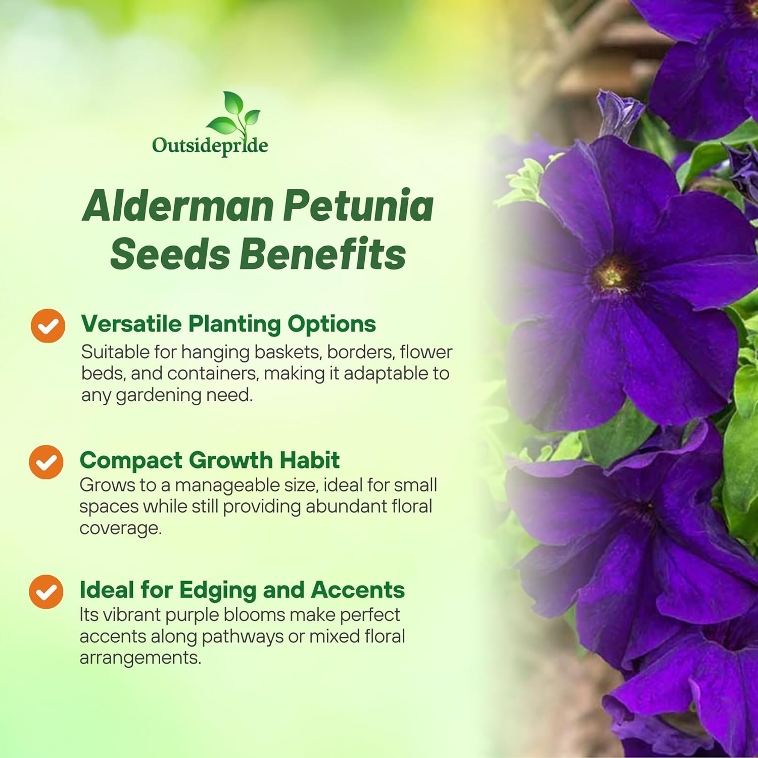 Petunia Alderman Flower Seeds