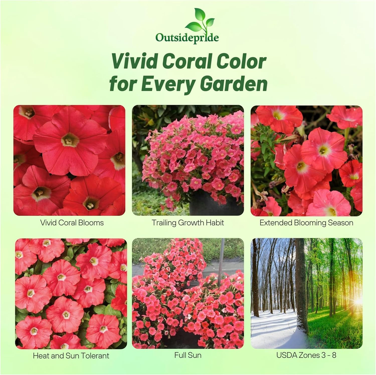 Shock Wave Coral Crush Petunia Trailing Flowers