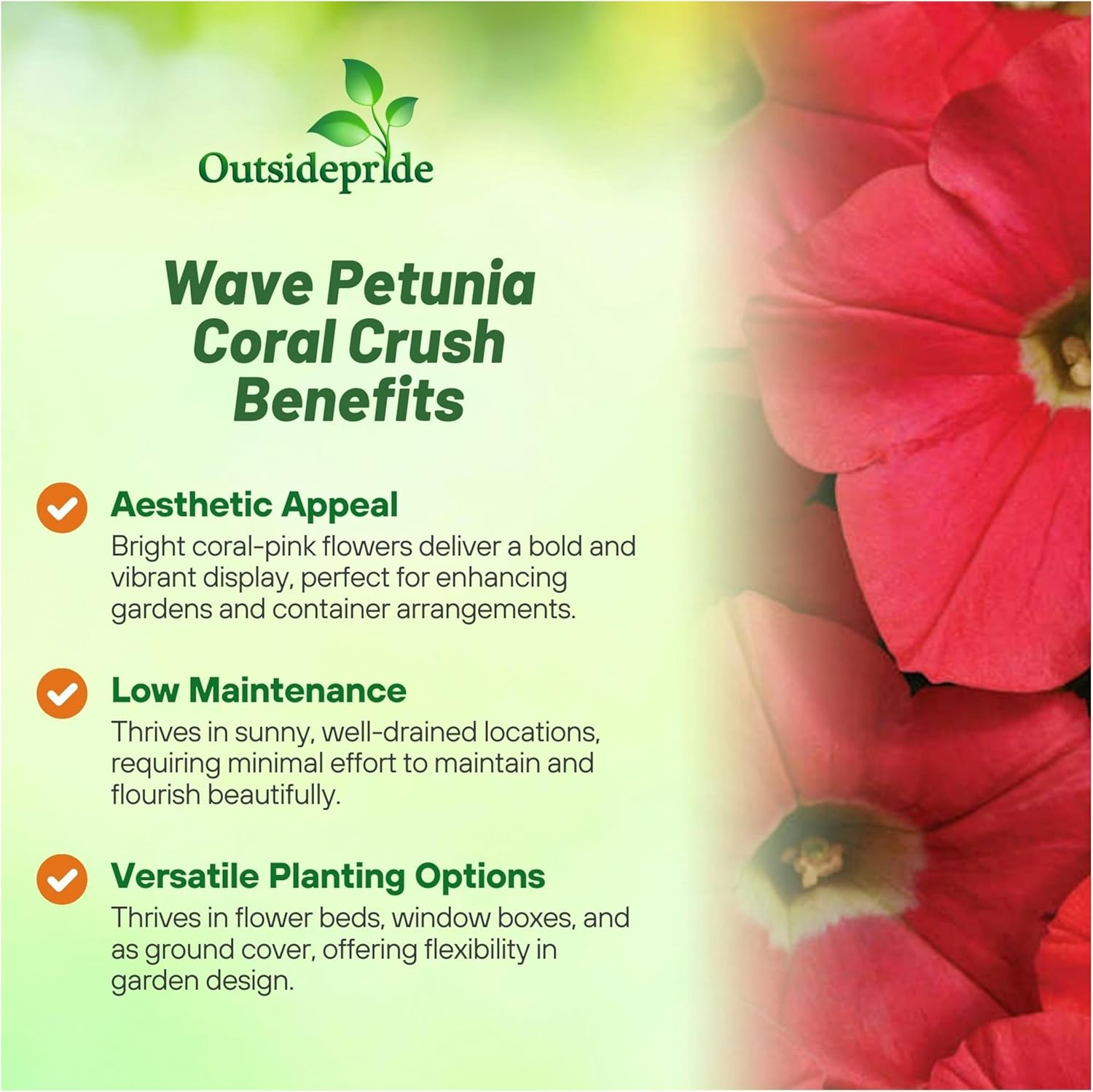 Shock Wave Coral Crush Petunia Spreading Flowers