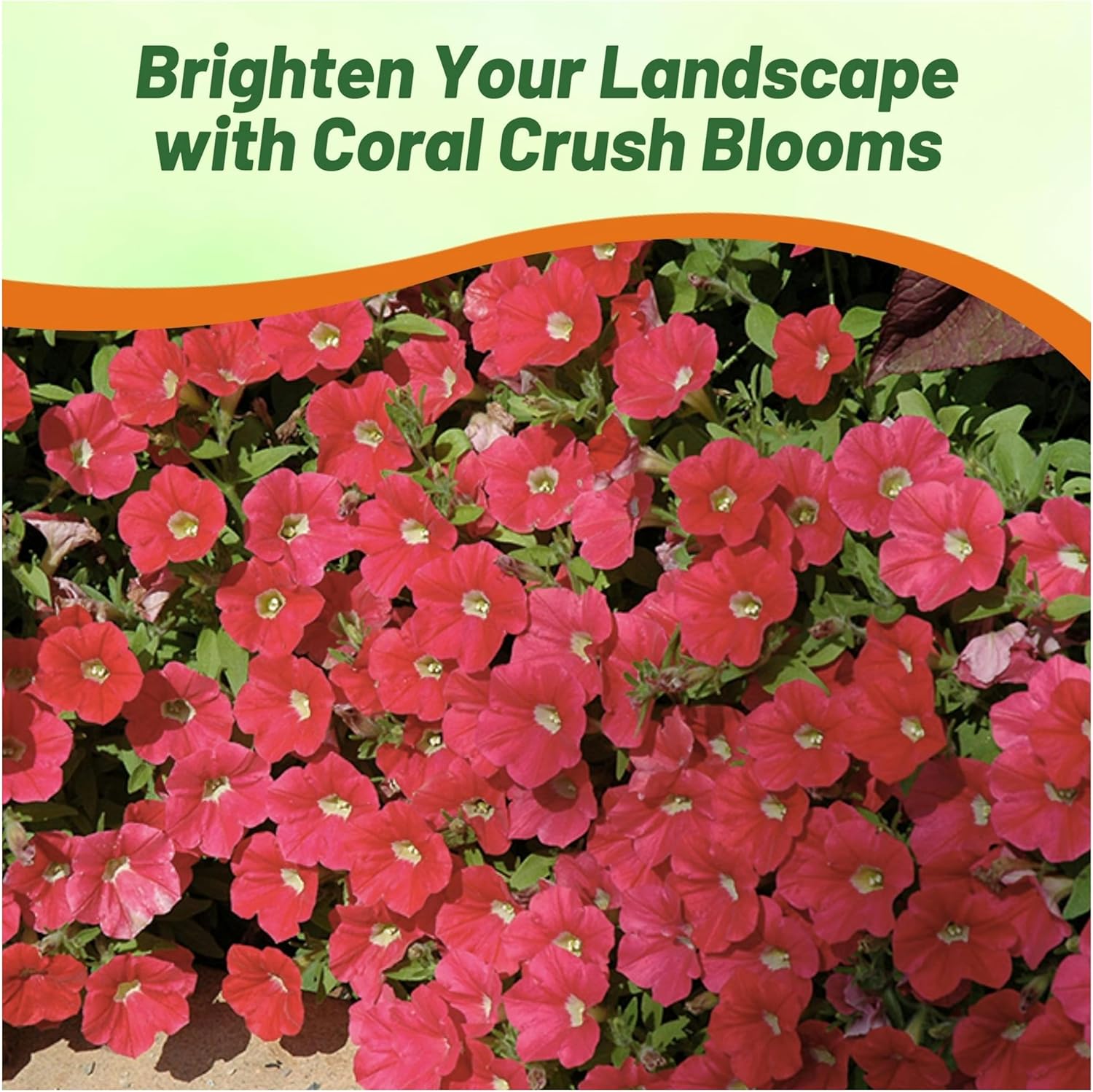 Shock Wave Coral Crush Petunia Flower Garden