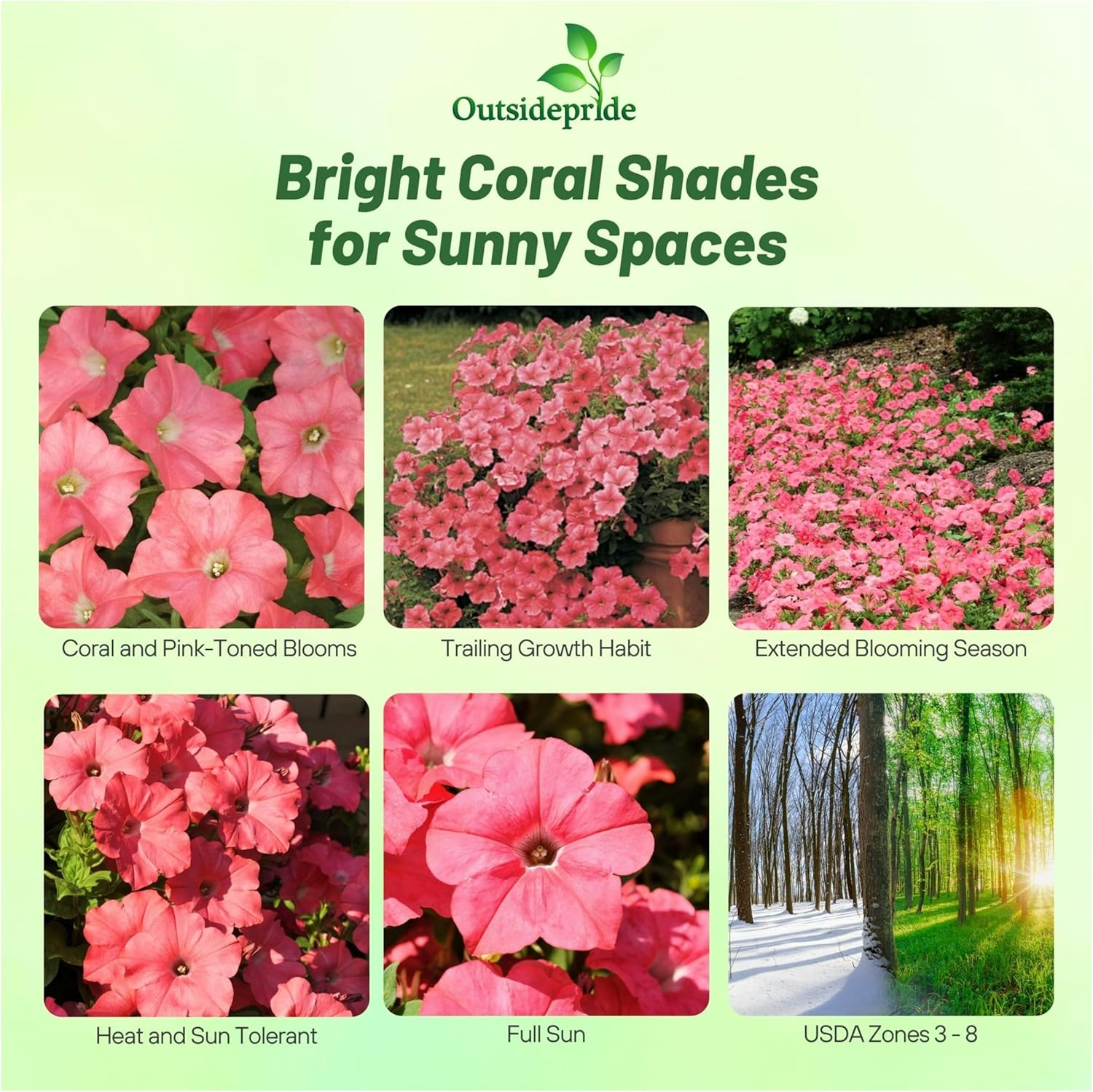 Easy Wave Coral Reef Petunia Trailing Flowers