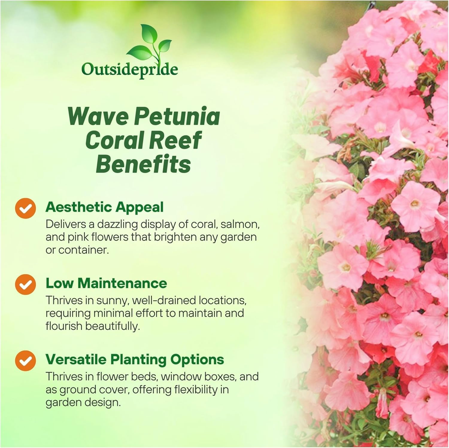 Easy Wave Coral Reef Petunia Trailing Plants