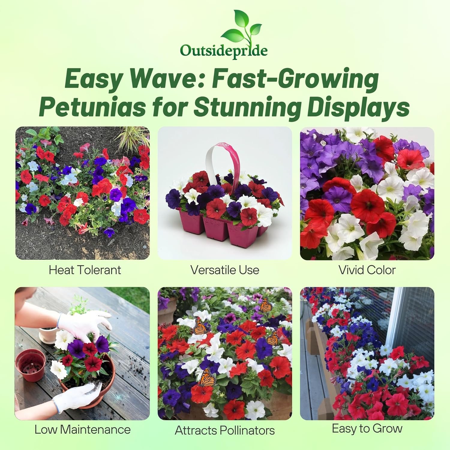 Easy Wave Petunia The Flag Flowers