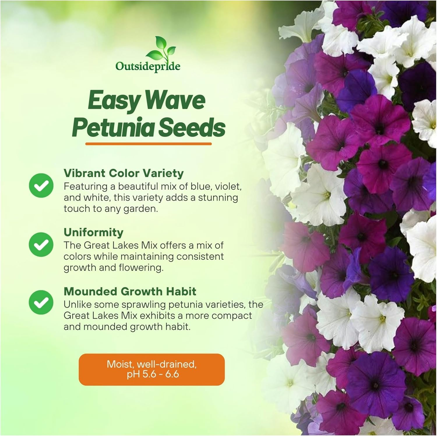 Petunia Great Lakes Flower Seed Mixture