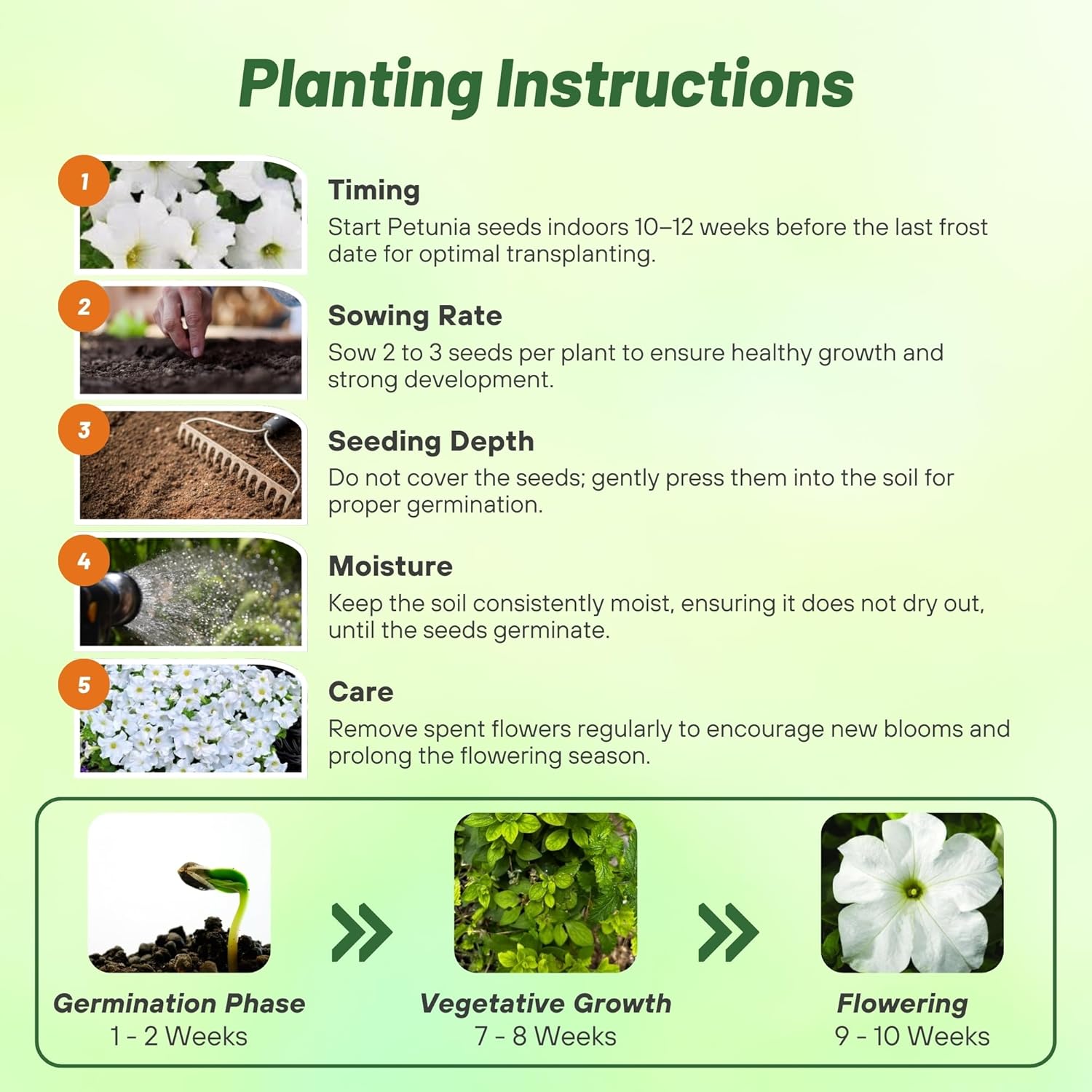 Petunia Grandiflora White Directions