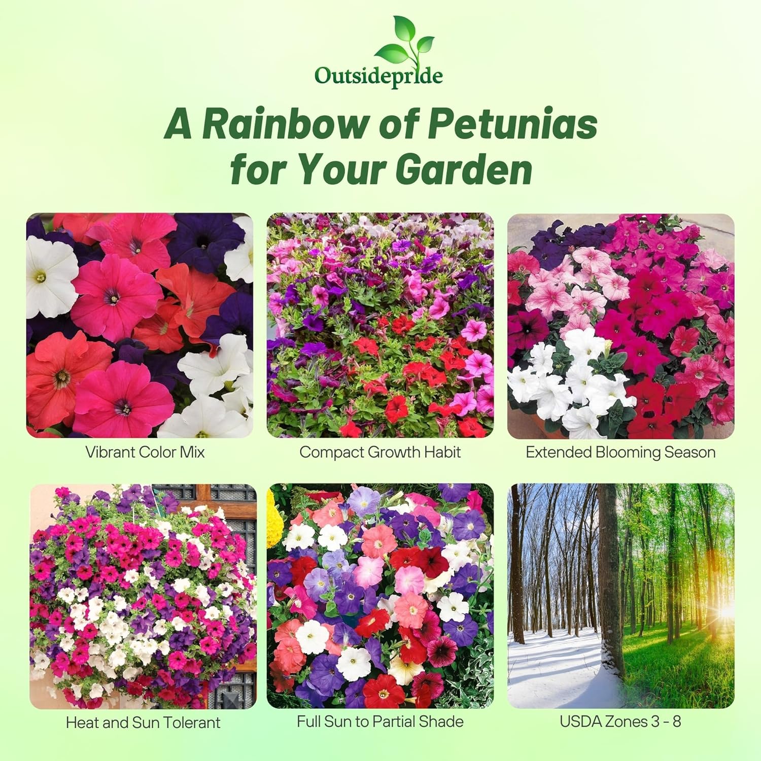 Petunia Hybrida Flower Seed Mixture