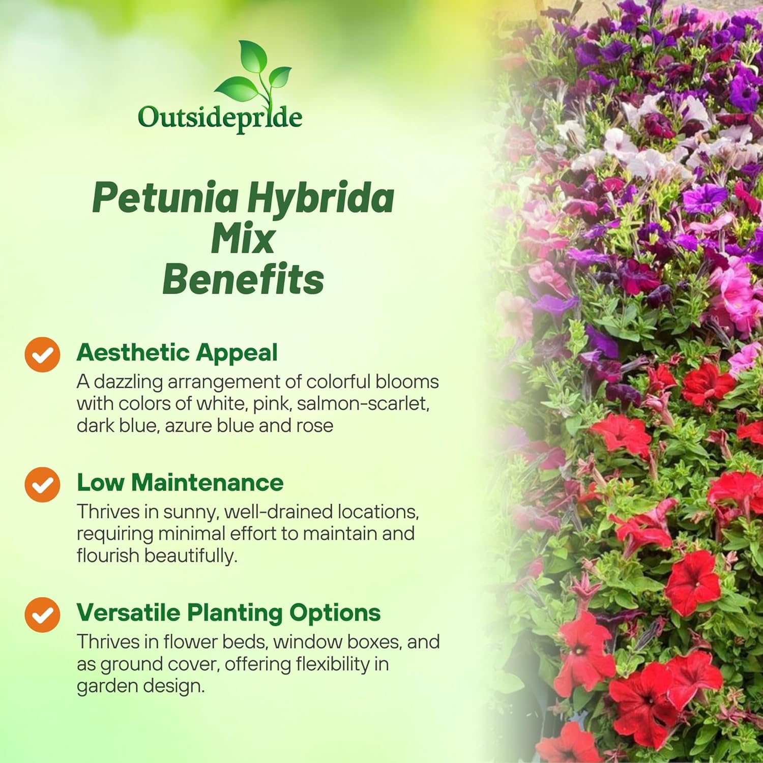 Petunia Hybrida Seed Mix