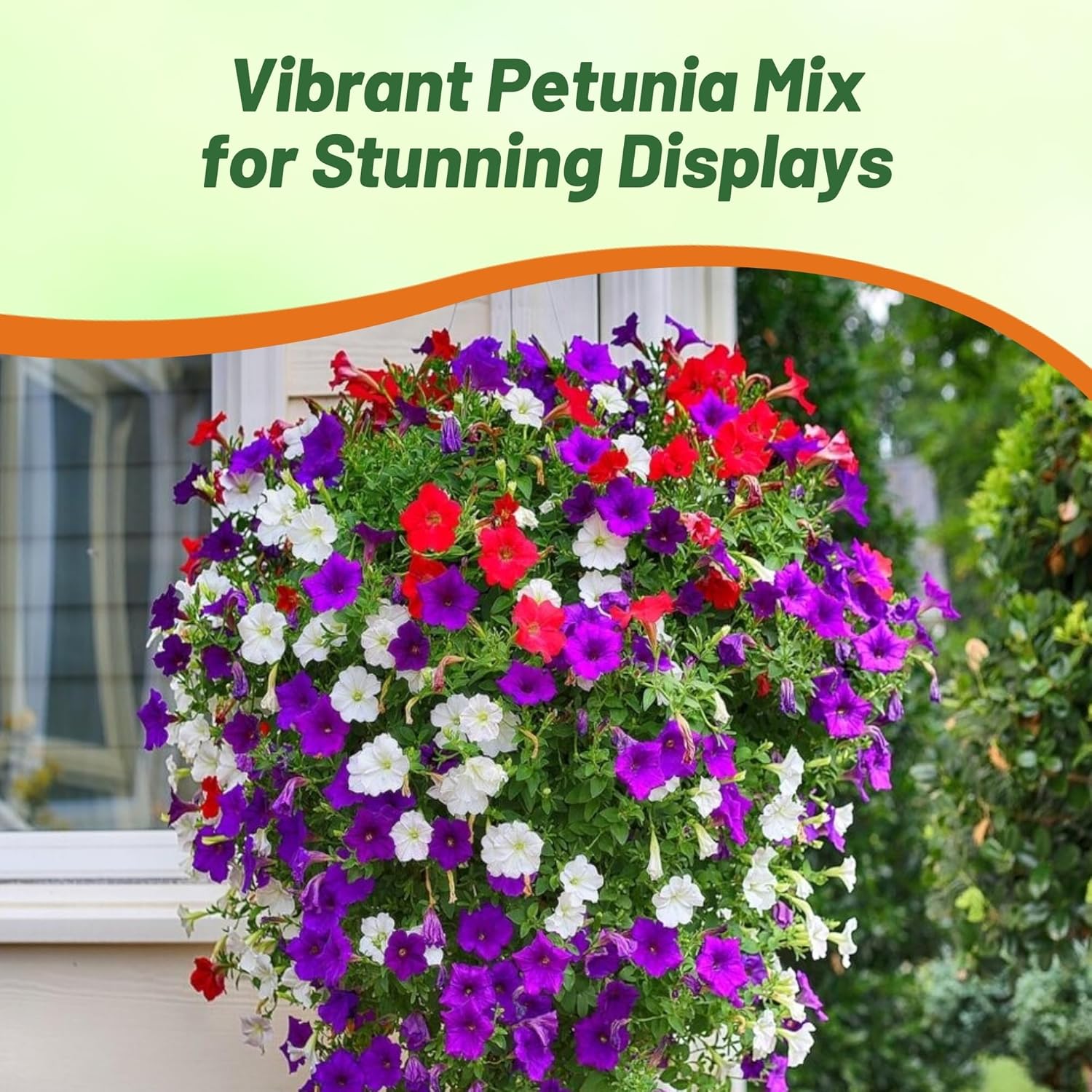 Petunia Hybrida Flower Seed Mix