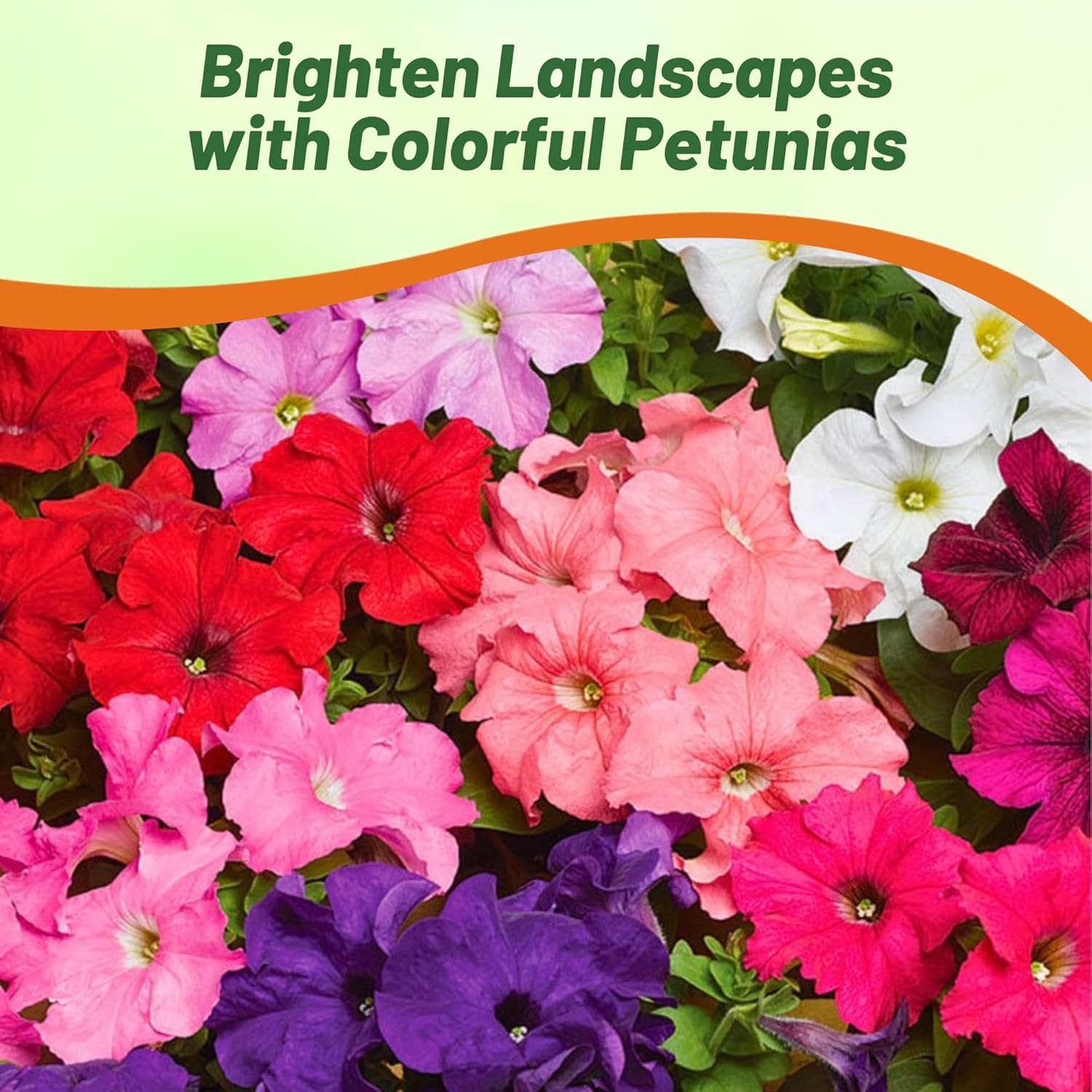 Petunia Hybrida Haning Basket Mix