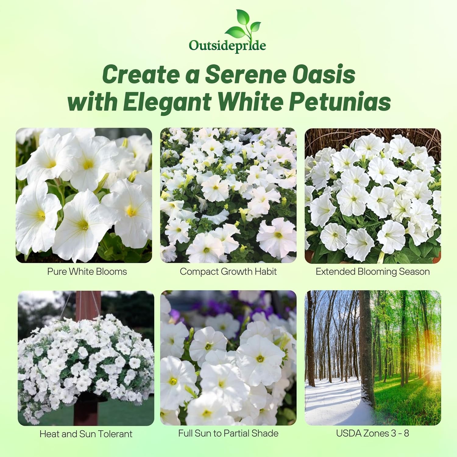 Petunia Multiflora White Flowers