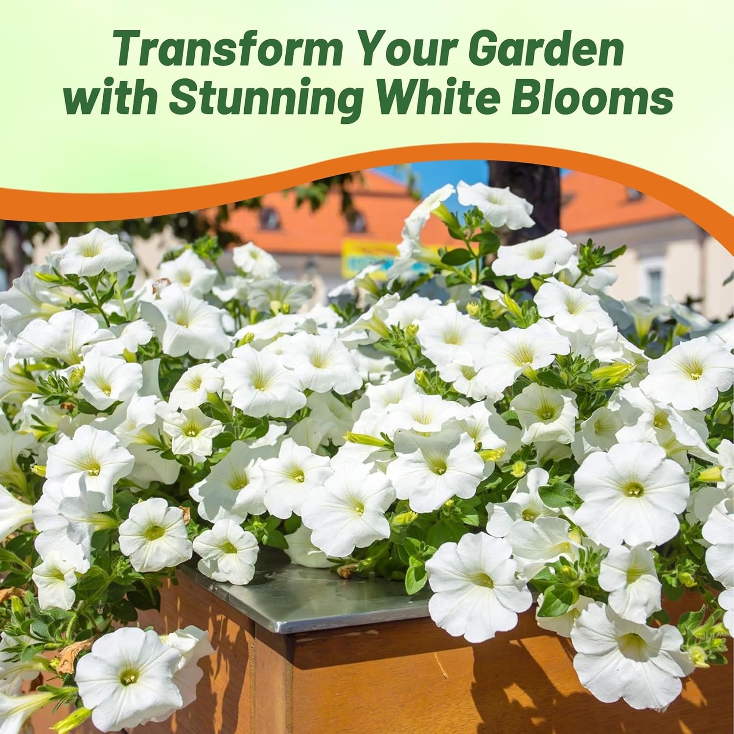 Petunia Multiflora White Flower Garden