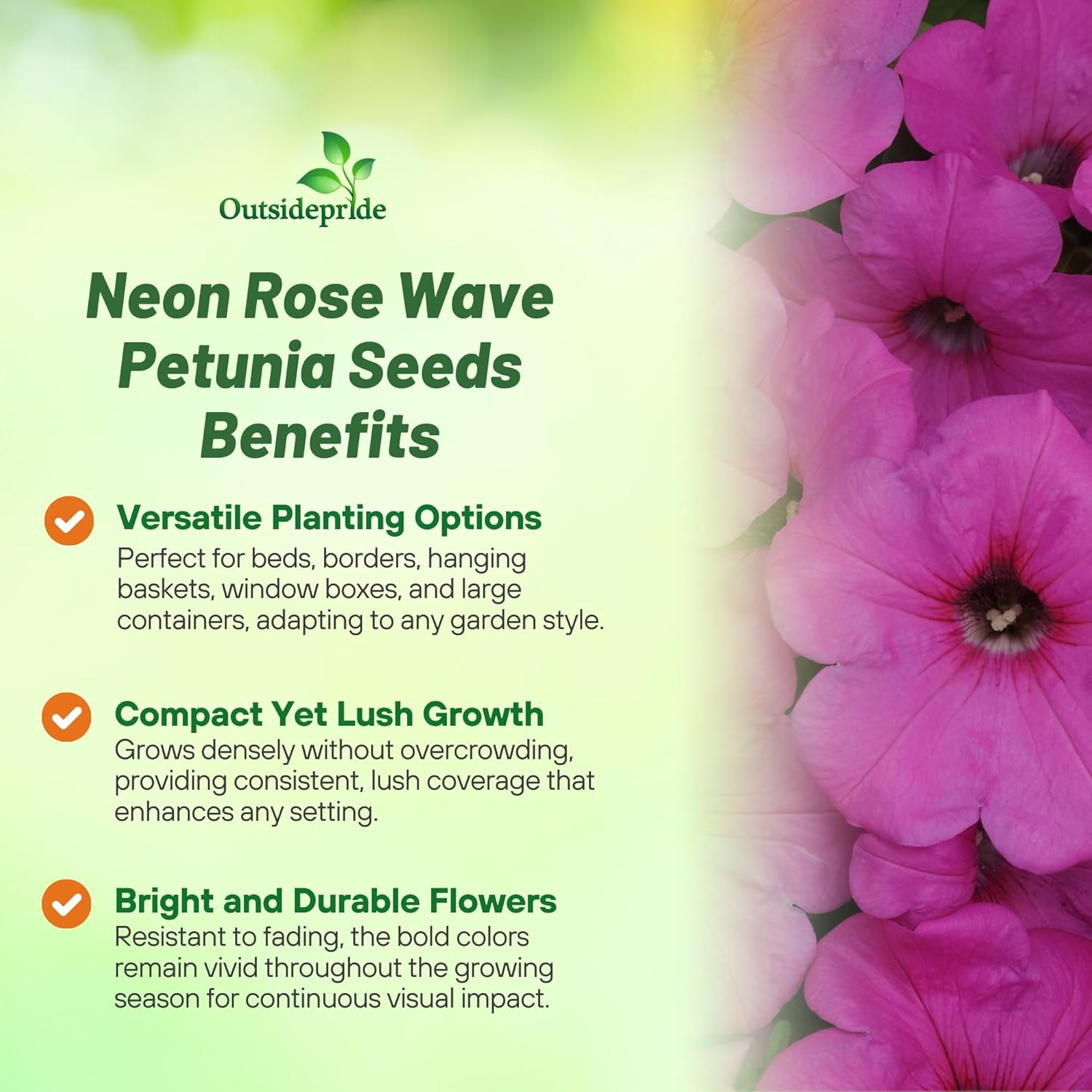 Wave Neon Rose Petunia Flower Seed